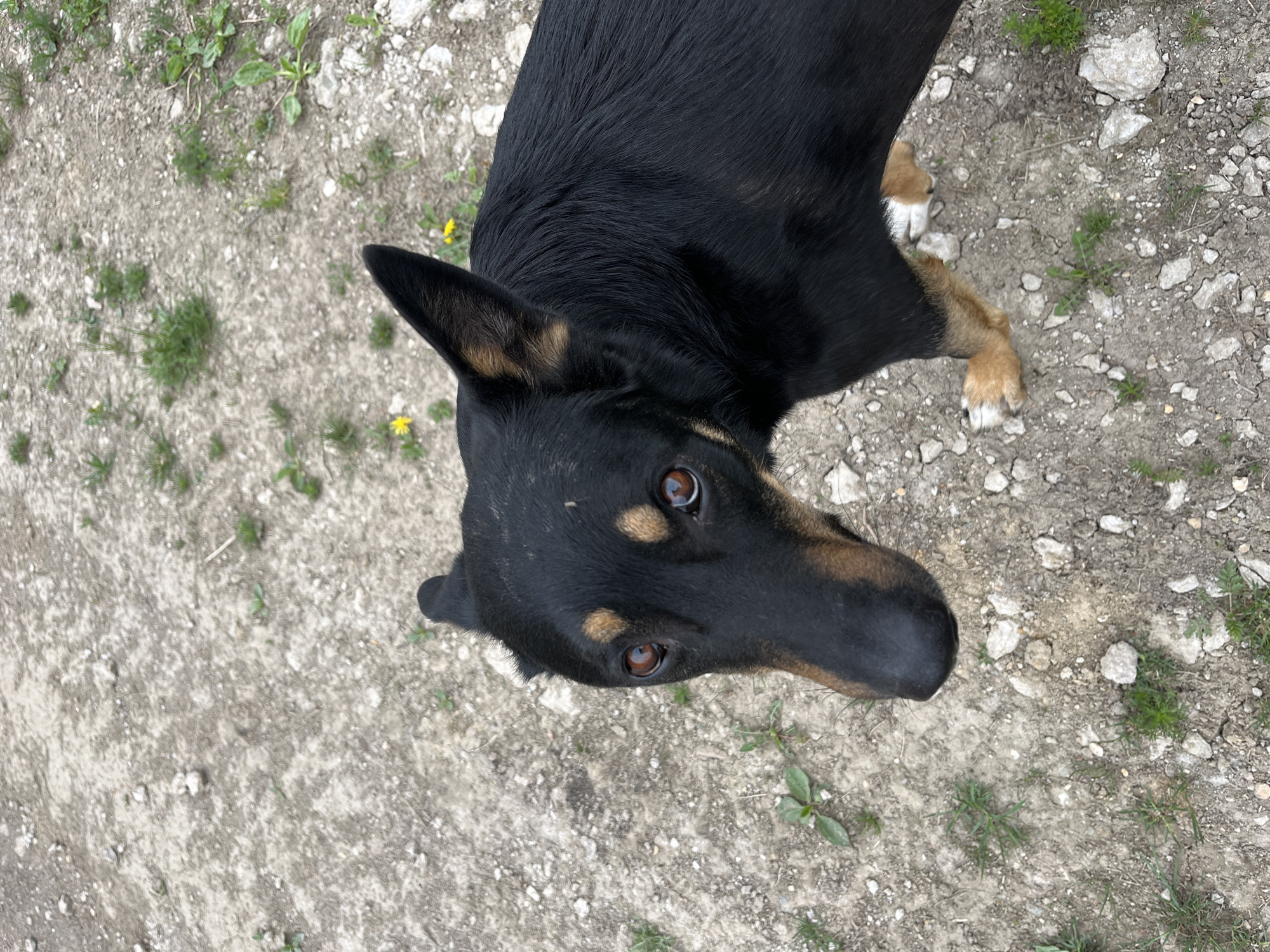 A black and brown dog with amber eyes stands on gravel, looking up at the camera. The gravel is interspersed with small green plants. The dog has brown paws with white tips. No people are visible. The specific location in Nizhny Tagil, Russia cannot be determined from the given image.