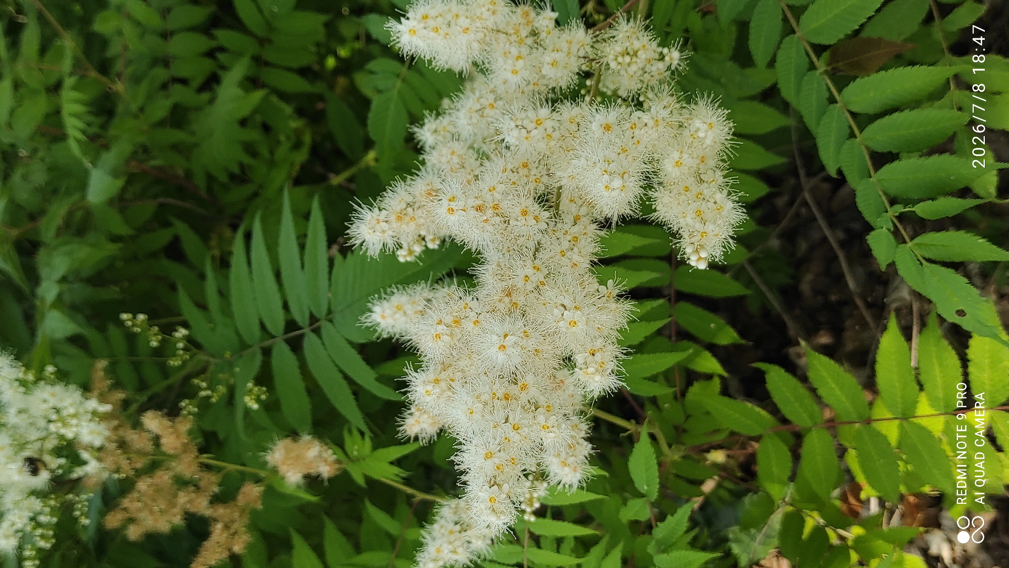 This is a close-up, vertical shot of a cluster of delicate white flowers with yellow centers, likely in a natural setting. The flowers are fluffy and feathery, appearing to be composed of many small florets. They are set against a backdrop of vibrant green foliage, with some leaves appearing serrated and compound. The lighting suggests it is daytime, with natural light illuminating the scene. There is a date and time stamp in the lower right corner of the image.
Visible text: "2026/7/8 18:47" and "REDMI NOTE 9 PRO AI QUAD CAMERA"