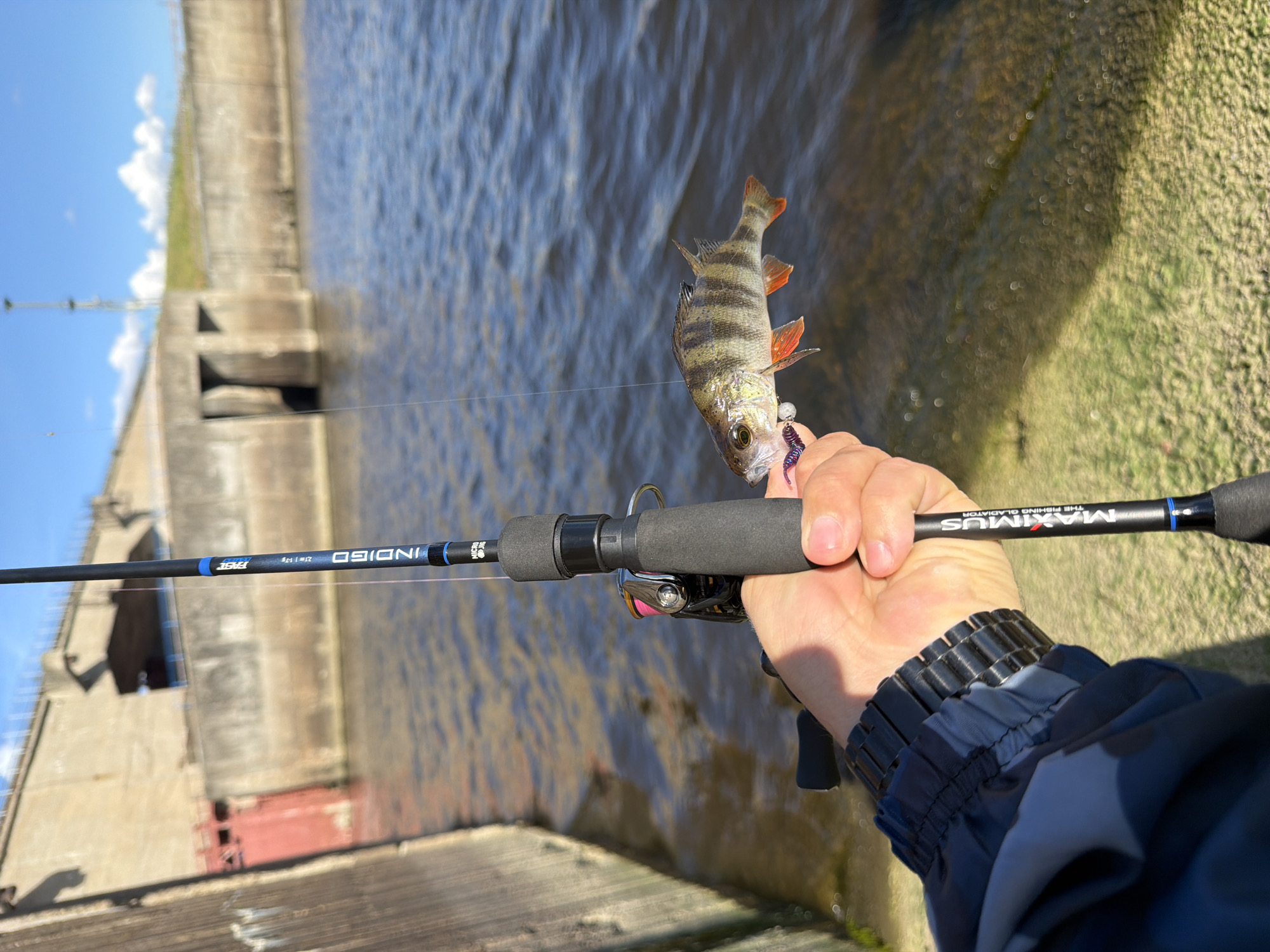 A person is holding a fishing rod with a small perch caught on the hook. The fishing rod is black with the words "MAXIMUS" and "INDIGO" printed on it. The person's hand is wearing a dark-colored watch and the cuff of a blue jacket. The perch is a small fish with black stripes and orange fins. The background shows a body of water and a concrete structure. The photograph was taken in the city of Chaikovsky, Russia.