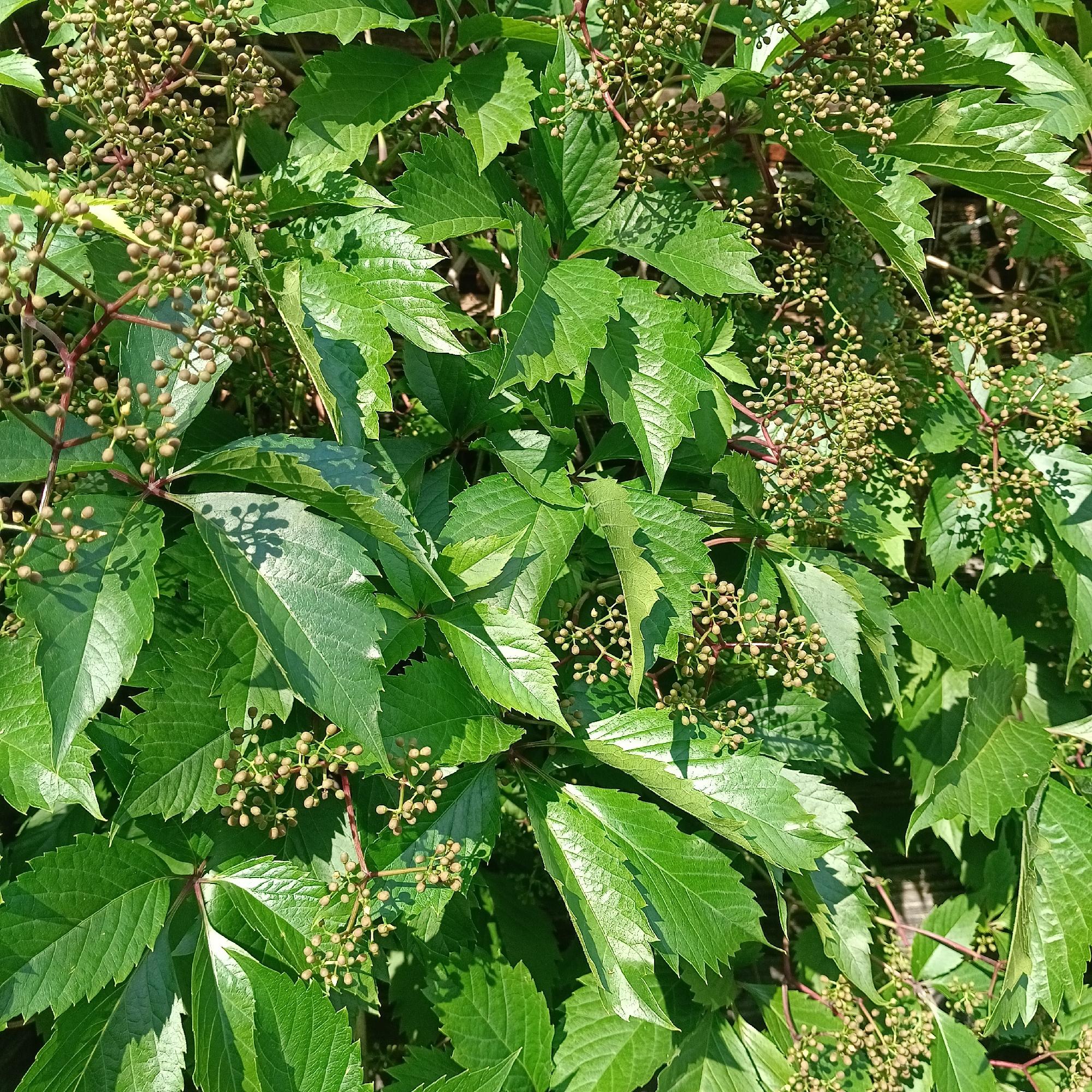 The image is a close-up, overhead shot of Virginia creeper foliage. The plant exhibits large, green, palmate leaves with serrated edges. Clusters of small, immature seed pods, light brown in color, are visible throughout the branches. The overall impression is of dense, verdant growth under bright sunlight, casting shadows on the leaves. The scene is set outdoors, likely in a garden or park environment within Novokuybyshevsk, Russia, as indicated by the user's prompt. No people or animals are present, and no actions are depicted. The environment appears to be a natural or semi-natural setting.