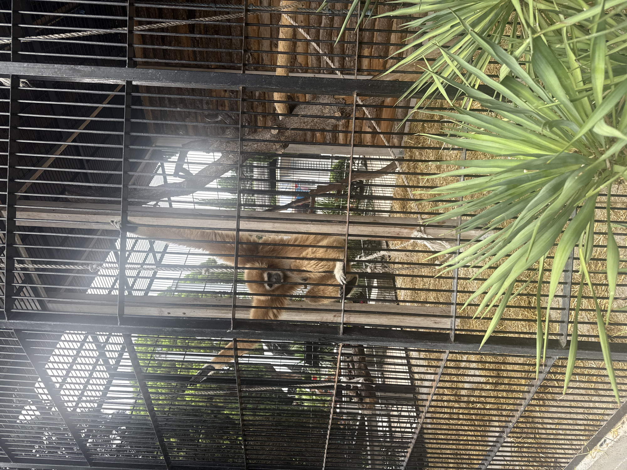 A gibbon hangs by its arm from a rope inside a zoo enclosure in Yalta, Ukraine. The enclosure has a slatted roof and walls made of logs. The floor is covered with straw. In the foreground, there are spiky green plants. The gibbon is light brown with dark fur around its face and lighter fur on its arms and legs. It appears to be looking towards the camera.