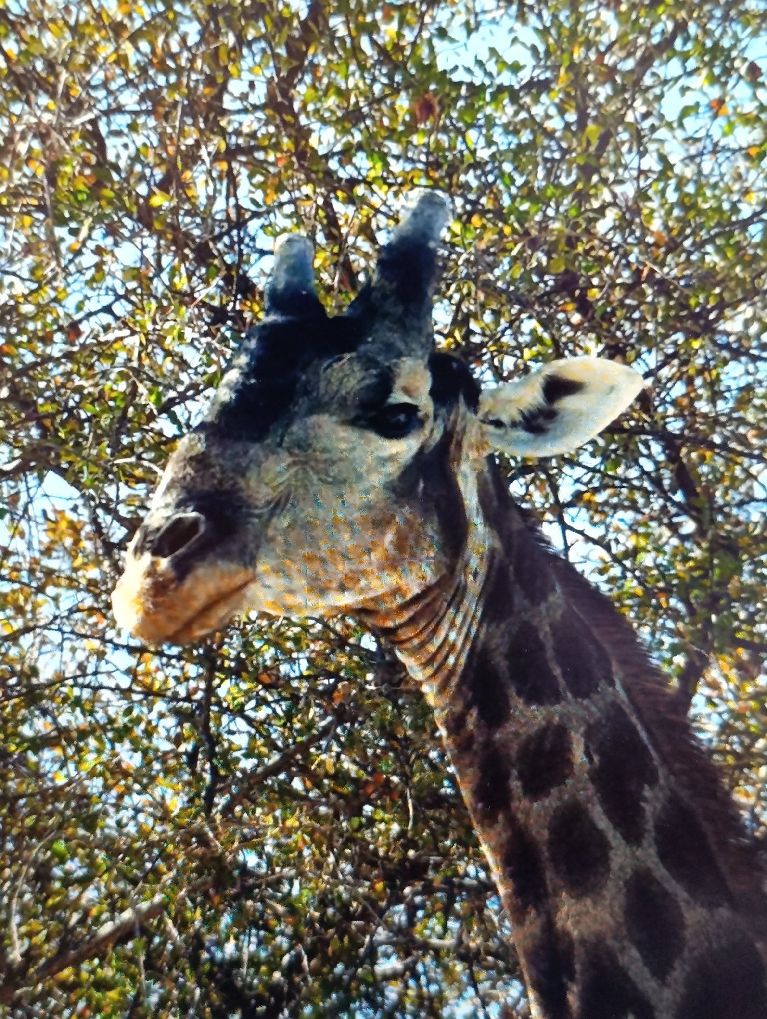 A close-up, low-angle shot shows the head and upper neck of a giraffe against a backdrop of trees and sky. The giraffe's head is positioned in the left of the frame, with its face turned slightly to the right. Its dark eyes are visible, as is its prominent ear, which is white with dark markings. The giraffe's fur is a mix of tan, brown, and black, with the characteristic spotted pattern of its neck clearly visible. The trees surrounding the giraffe have a mix of green and brown leaves, suggesting an autumn setting. The sky is a light blue with some white clouds. The image is taken from below, looking up at the giraffe, which appears to be reaching its head above the branches of the trees.