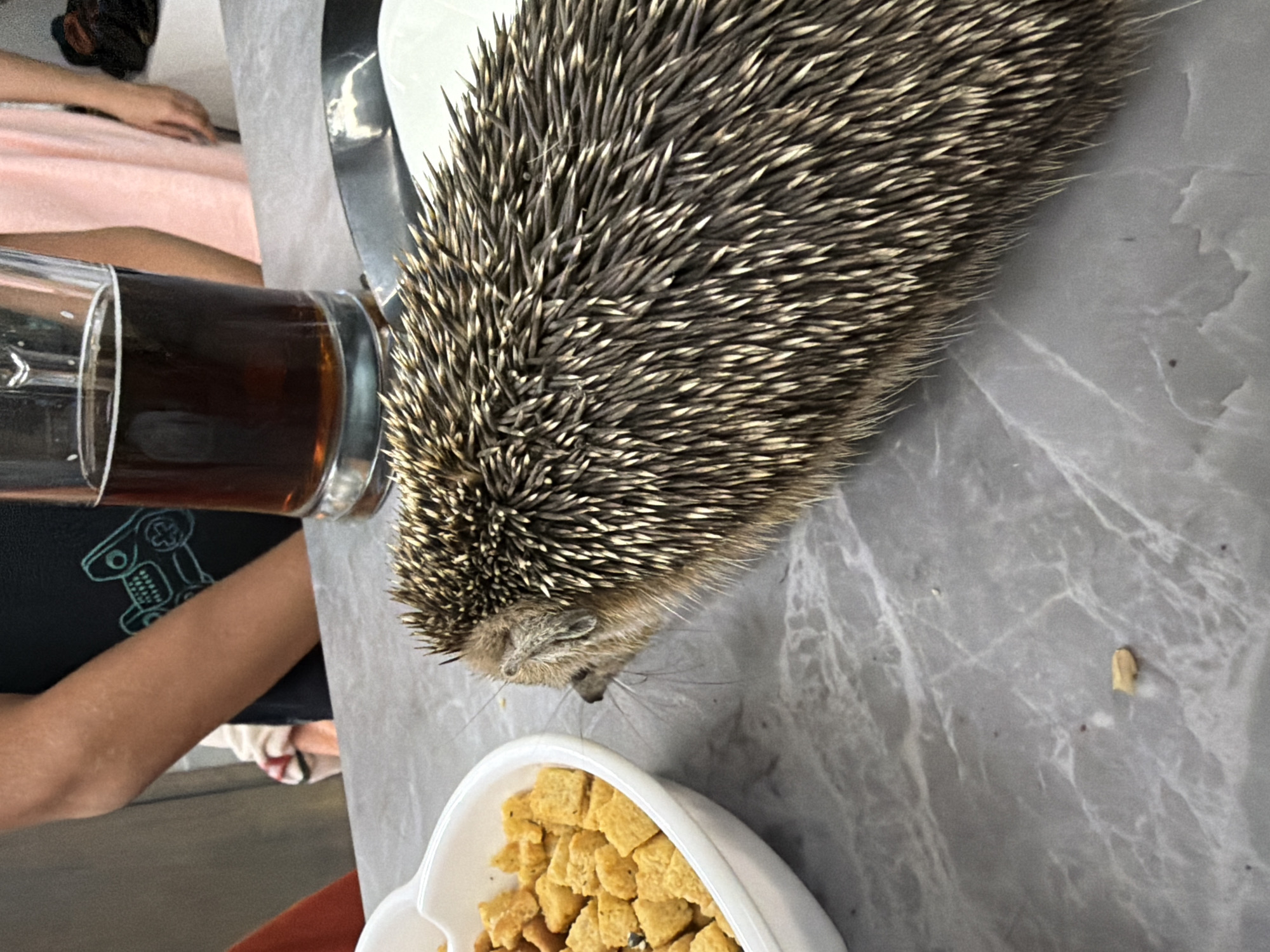 This image shows a close-up of a hedgehog on a marble-patterned surface. To the left, a white bowl filled with small, square, golden-brown croutons is visible. In the background, out of focus, a person wearing a black t-shirt with a teal design and another person in a light pink garment are standing. A glass of dark liquid, likely beer, is also present to the right of the bowl. The scene appears to be an indoor setting, possibly a home or restaurant, on a table. The location within Orenburg, Russia, cannot be determined from the image alone.