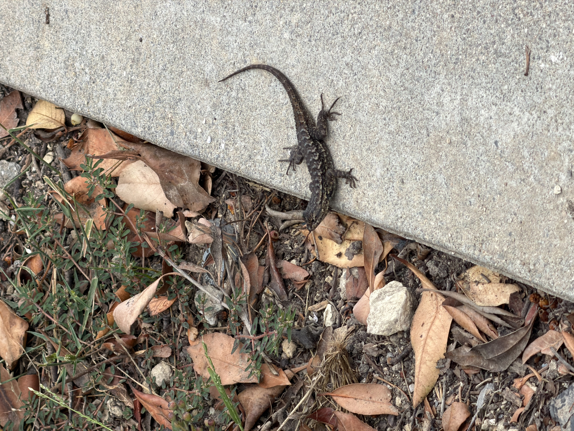A lizard is shown basking on a concrete path in Irvine, California, with its body angled to the right. The lizard is dark brown with intricate patterns on its scales and a long, slender tail that curves upward. The concrete path is textured and light gray, showing some small pebbles and discoloration. To the left of the path, the ground is covered with a mix of dry leaves, dirt, and small green plants. The leaves are various shades of brown and tan, some appearing curled and brittle, suggesting an outdoor environment, possibly a park or residential area in Irvine.