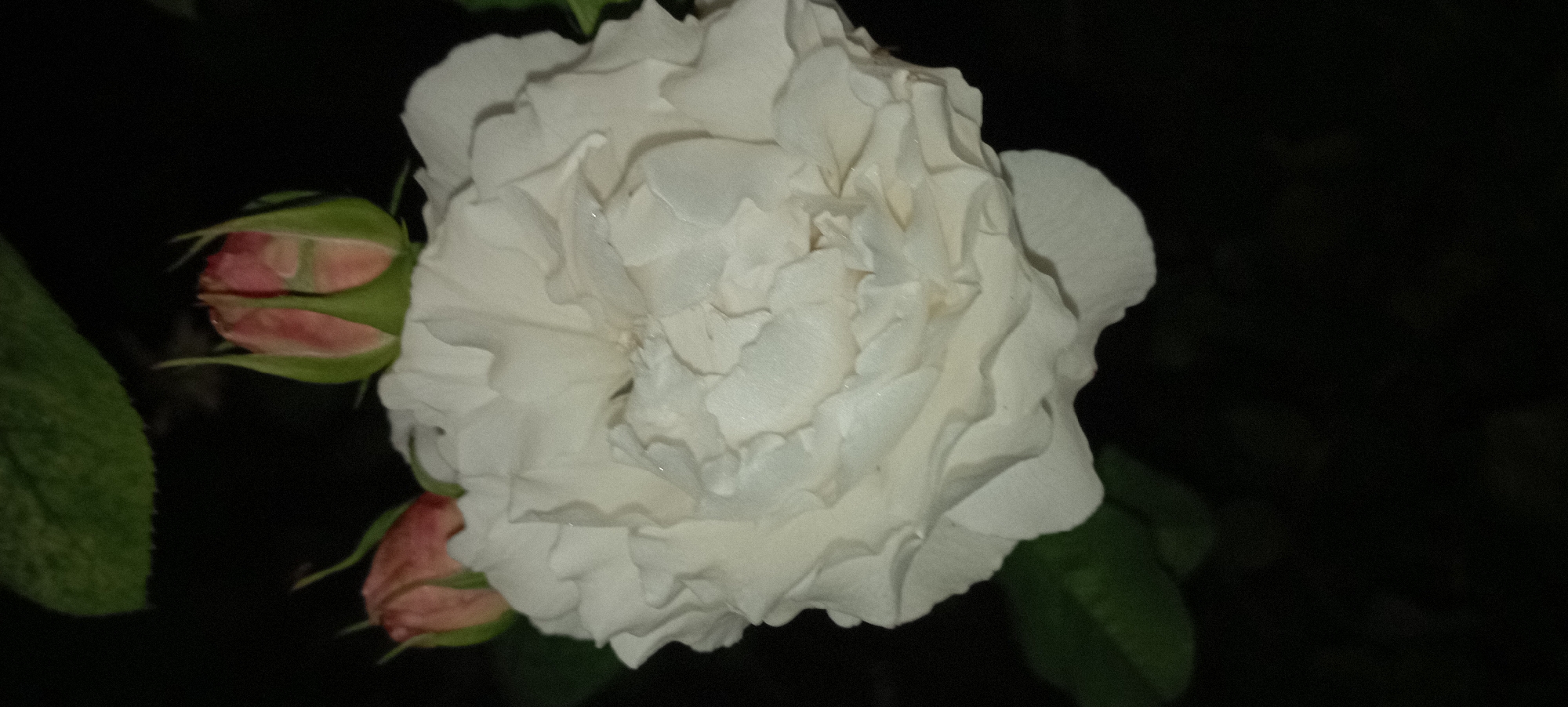 A close-up, low-light shot focuses on a fully bloomed white rose. The rose has numerous ruffled petals, creating a dense and textured bloom. To the upper right and left of the main rose are two smaller, pink rose buds with green sepals. Dark green leaves are visible in the upper left and lower left corners of the frame, partially out of focus. The background is entirely black, suggesting the photograph was taken at night. There is no indication of the location being in Radisne, Ukraine or any other specific geographical area.