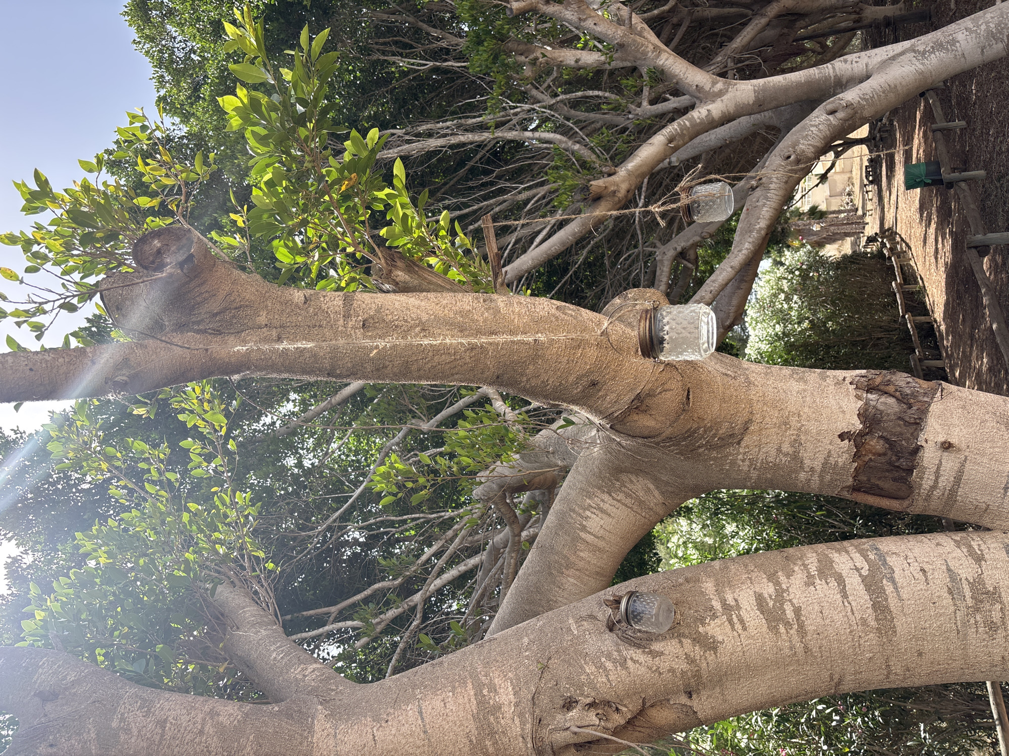Two large, rough-barked trees dominate the foreground of this outdoor image. The trees are positioned close together, with branches extending upwards and outwards. Sunlight filters through the green leaves, casting dappled shadows. Two glass jars, suspended by twine, hang from the branches of the trees. The jar on the left is attached to the trunk of the left tree. The jar on the right hangs lower and further back on a branch of the right tree. The background reveals a dirt path lined with a low wooden fence, leading into a park-like setting with more trees and foliage. A green trash can is visible on the right side of the path. The scene appears to be in a park or garden area. There are no people visible in the image. The location is identified as the Parque del Palmeral in Orihuela, Spain.