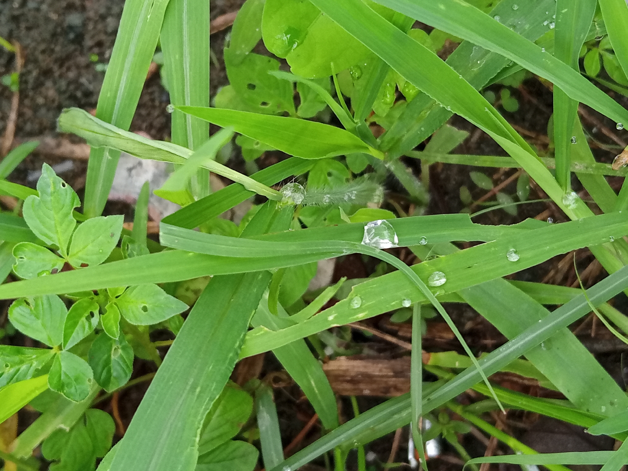The image displays a close-up view of lush green grass with several dew drops glistening on the blades. The grass is interspersed with small green leaves, some of which have small holes. In the center of the image, a particularly large, spherical dew drop is prominent, refracting the light. The background consists of dark soil and dry plant matter, suggesting an outdoor, natural environment. There are no people or visible animals in the frame. The scene is static and focuses on the natural details of the grass and dew. This scene is located in Buketteukuh, Indonesia, an area characterized by its rich vegetation and often humid climate, leading to frequent dew formation.