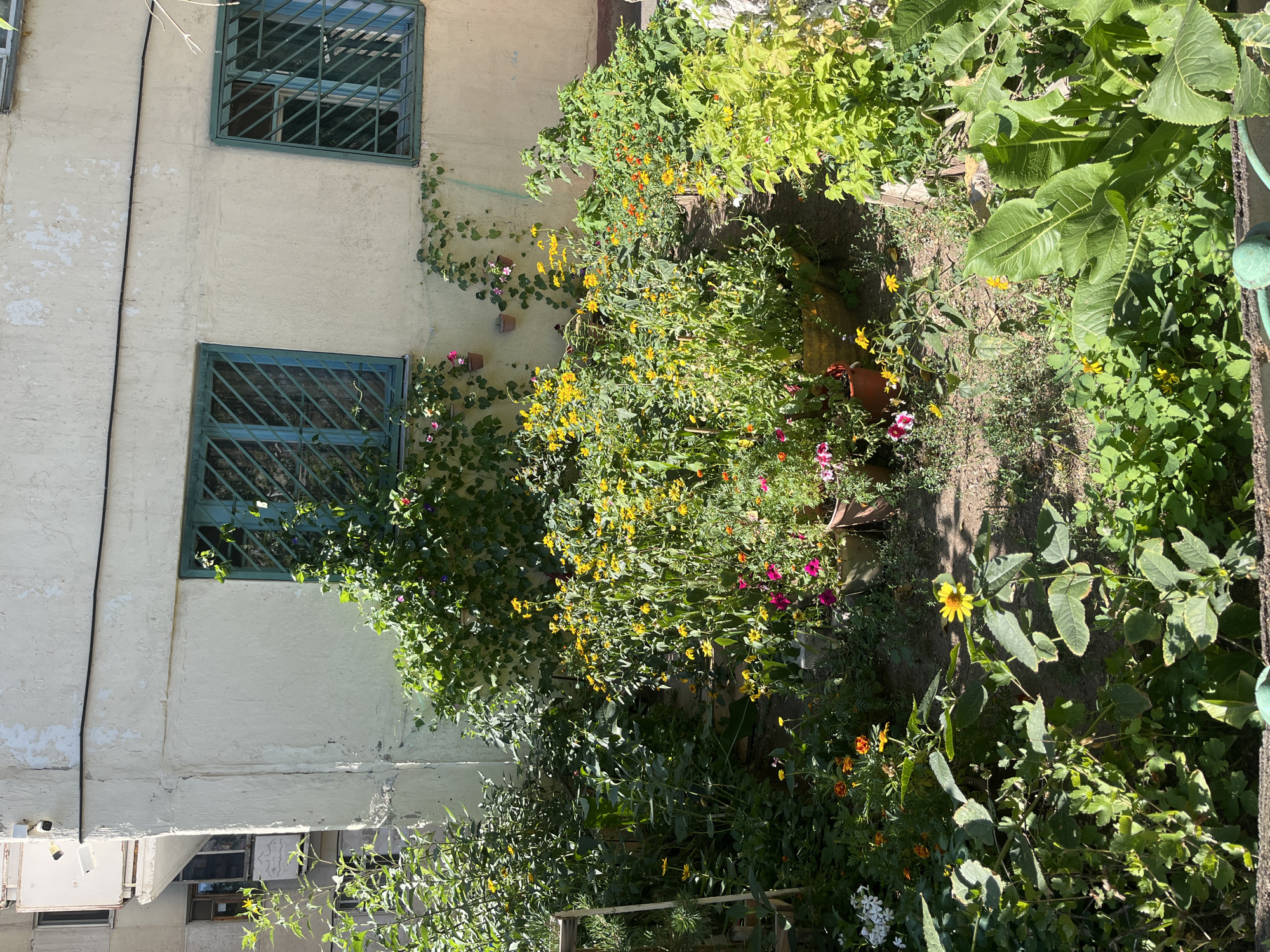 The image depicts a lush, overgrown garden situated at the base of a weathered, light-colored building. The building appears to be an apartment complex, with barred windows visible on the upper floors. The garden is densely planted with a variety of flowers and greenery, including tall yellow flowers, pink petunias, and vibrant green leafy plants. Several potted plants are scattered throughout the garden, some with trailing vines growing up the side of the building. The ground is covered in dry soil and scattered leaves. The overall impression is one of vibrant life thriving in an urban setting. This scene is consistent with residential courtyards found in the city of Astana, Kazakhstan, particularly in older neighborhoods. There are no people or animals visible in the image.