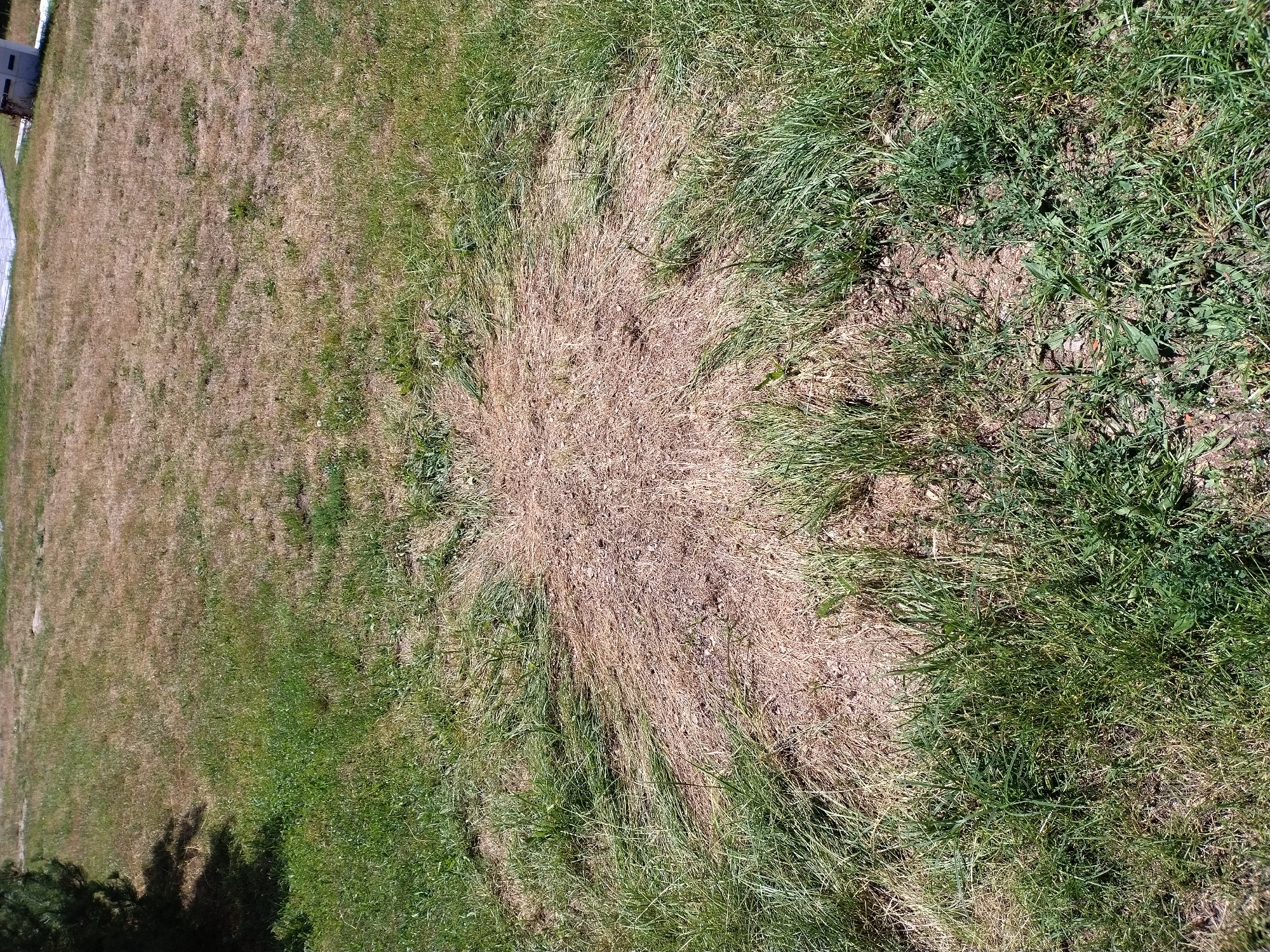 This is an aerial, eye-level photograph of a lawn with a patch of dead grass in the center. The dead grass patch is roughly circular and radiates outwards with dead blades of grass. The surrounding grass is green and appears healthy. The scene is outdoors on a sunny day. There are no people or animals visible. In the upper right corner of the image, a white building with a light grey roof is partially visible. In the upper left corner, a portion of a dark green pine tree is visible, casting a shadow on the lawn. The ground appears to be a residential lawn in Dobev, Czechia.