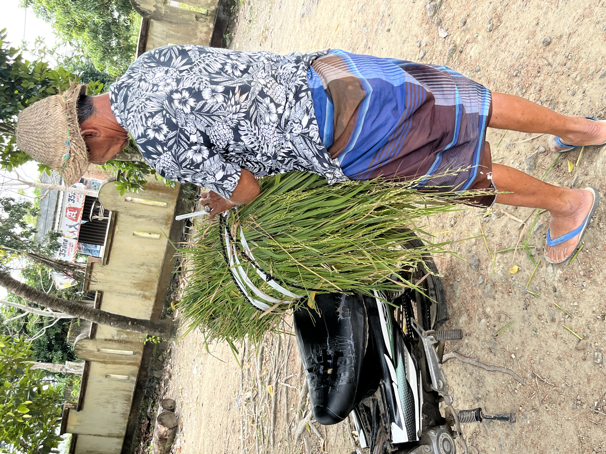 In Tanakawu, Indonesia, a man, viewed from behind, stands next to a motorcycle loaded with a bundle of rice stalks. He wears a straw hat, a patterned short-sleeved shirt, and a sarong with blue and brown stripes. His left hand holds a tool, possibly a knife, near the rice bundle. The motorcycle is parked on a dirt ground with scattered debris. A textured yellow wall with rectangular openings runs along the background, partially obscured by trees. A sign with text is visible above the wall. The environment appears to be outdoors, likely a rural or semi-rural area.