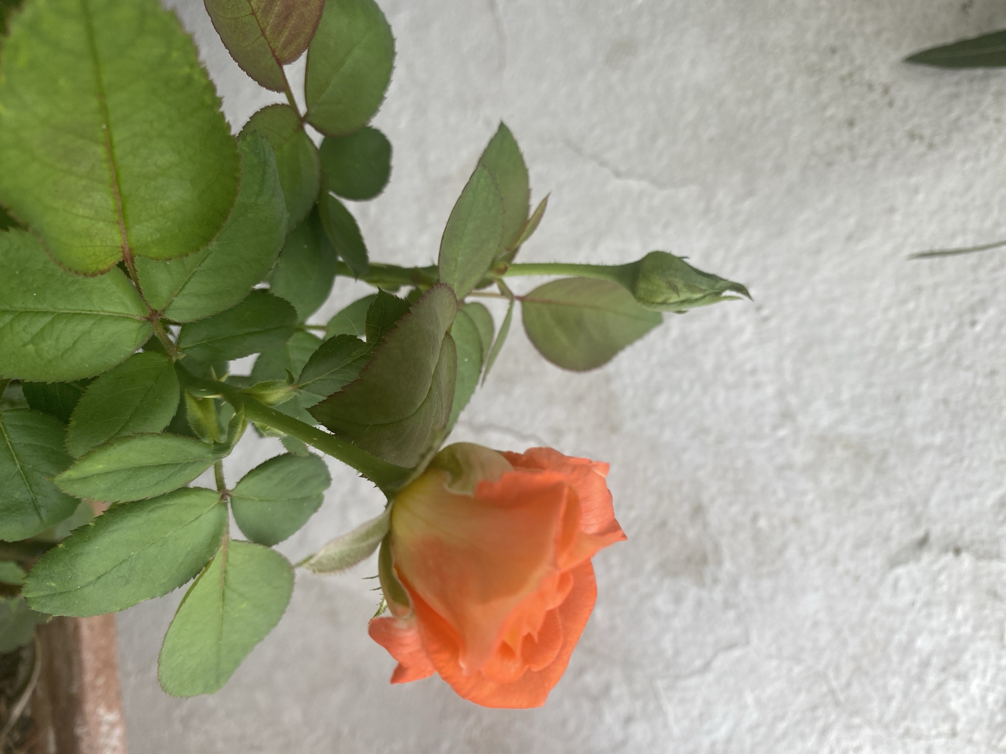 A close-up shot captures a vibrant orange rose in full bloom, accompanied by a tightly closed bud, against a textured, off-white wall. The rose, positioned on the right side of the frame, showcases delicate petals unfurling, with a hint of yellow at its base. Lush green leaves surround the blossoms, some displaying subtle reddish-brown edges, suggesting potential sun exposure or the natural coloration of the foliage. A single green rose bud stands tall on a stem to the left of the main flower. The background wall exhibits a rough, uneven surface, hinting at an outdoor setting. The image does not contain any people or identifiable landmarks of Sutomore, Montenegro.
