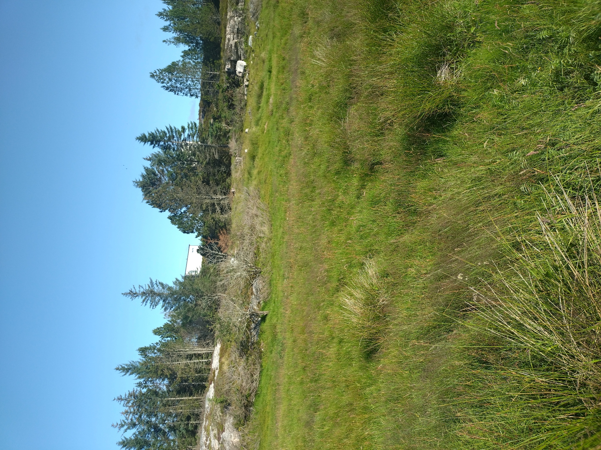 The image shows a natural outdoor landscape under a clear blue sky. In the foreground, a grassy field with tall, green and tan grasses dominates the scene. The grass is unevenly distributed, with some areas appearing denser and taller than others. Towards the middle ground, the terrain rises, revealing patches of dry, brittle vegetation and some bare earth. A line of evergreen trees, primarily coniferous, forms a backdrop along the crest of the rise. Among the trees, a white, rectangular building is partially visible. The trees vary in height and density, with some appearing mature and others younger. The ground is rocky in places, particularly on the right side of the middle ground, where large grey rocks are present. The overall impression is one of a wild, undeveloped natural area with a building encroaching slightly on the natural landscape. This scene is located in the municipality of Averøy, Norway.