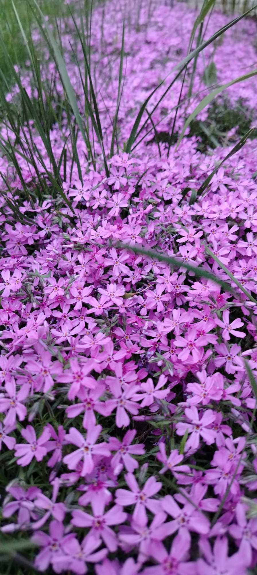 The image depicts a dense groundcover of small, five-petaled pink flowers, interspersed with blades of green grass. The flowers cover the ground thickly, creating a carpet-like appearance. The photo was taken outdoors in the city of Chaikovsky, Russia.