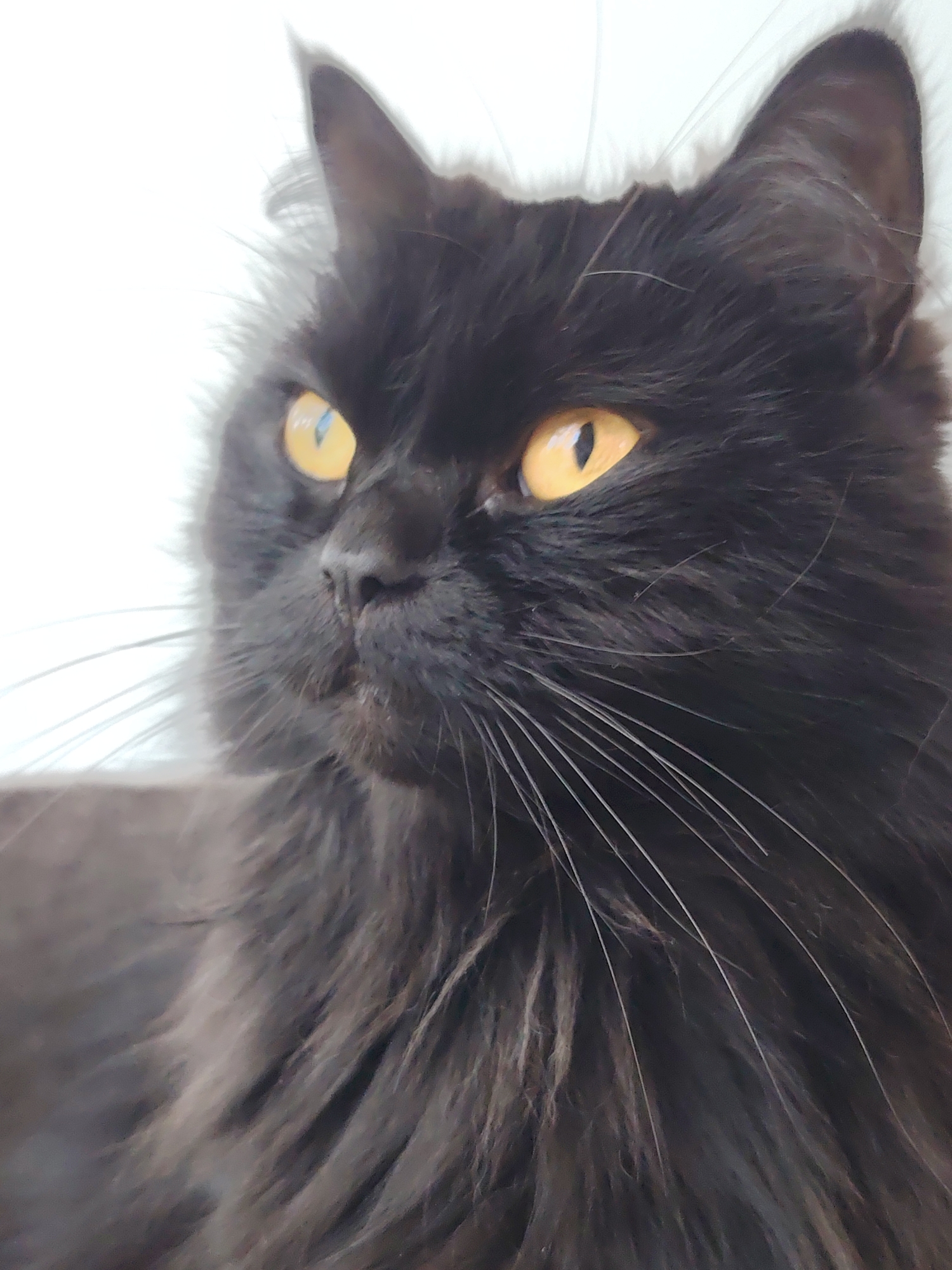 A close-up, eye-level, vertical, medium shot captures a black, long-haired cat with bright yellow eyes against a white background. The cat is positioned on the left side of the frame, looking to the left, with its face and upper body visible. Its fur appears slightly disheveled, and its whiskers are long and spread out. The lighting is bright, creating a soft focus and highlighting the cat's features. The image is taken indoors, with the white background suggesting an indoor setting like a room or studio. There are no other people or objects in the frame. The scene is devoid of any specific urban context, making its location within a city impossible to determine.