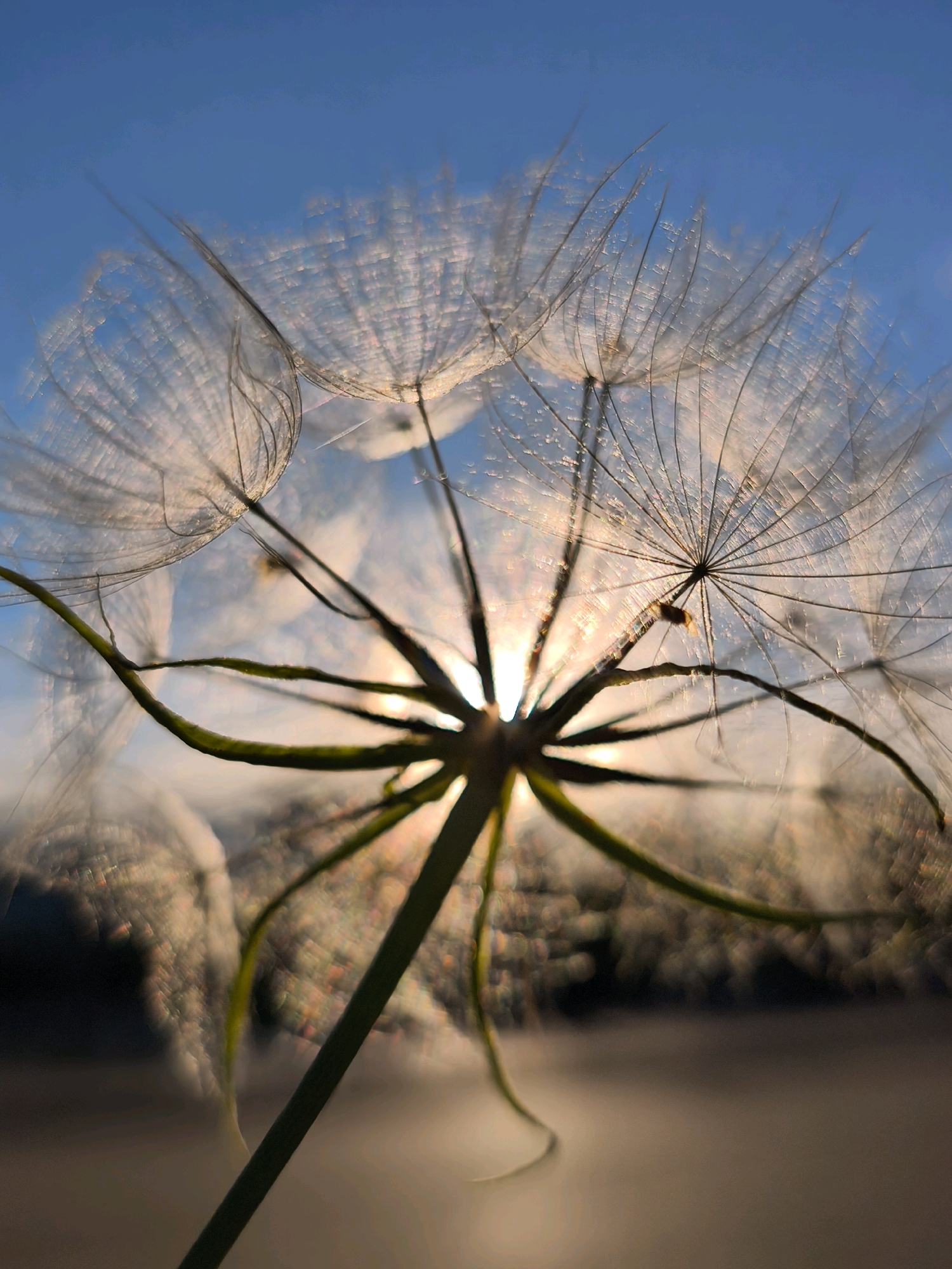 This is a close-up, low-angle shot of a dandelion seed head against a bright blue sky at sunset. The sun is visible through the delicate filaments of the seeds, creating a backlit effect and highlighting their intricate structure. The stem of the dandelion is thick and green, extending upwards from the bottom of the frame. The background is blurred, with soft focus on the landscape, suggesting it's an outdoor setting. There are no people or specific landmarks visible that would indicate a location in Mahilyow, Belarus. The scene is natural and peaceful.