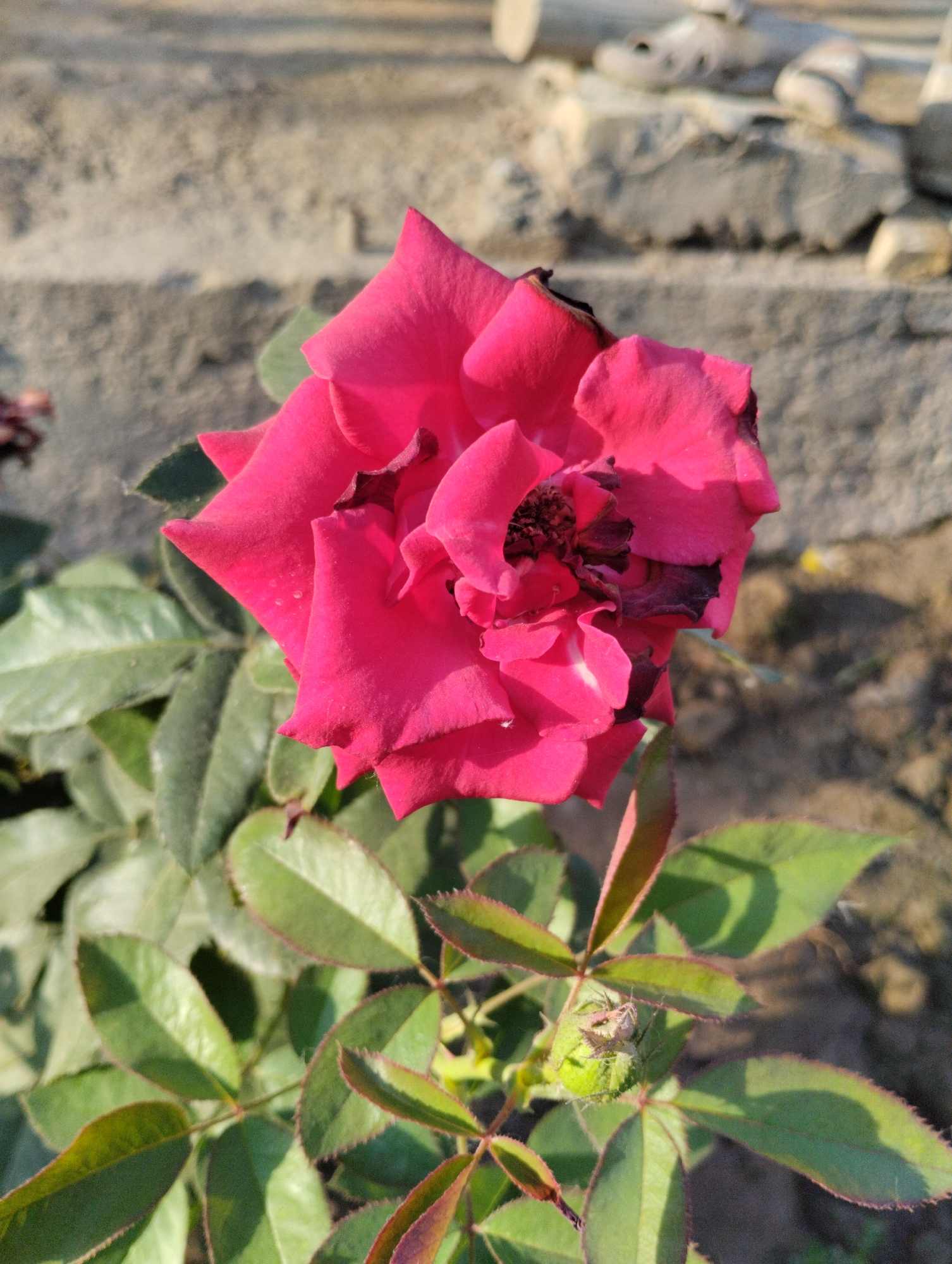 A close-up, top-down shot captures a vibrant fuchsia rose in full bloom against a blurred background of a wall and ground, likely in Yangibazar, Uzbekistan. The rose, with its multiple layers of petals, shows some signs of wilting at the edges of a few petals, with dark brown patches visible. Several green leaves with reddish-brown edges surround the rose, and a small, green rosebud is visible at the bottom of the frame. The sunlight casts shadows on the leaves, and the wall behind appears to be made of rough, concrete-like material. The overall impression is that of a natural outdoor setting in a local area, possibly a garden or yard.