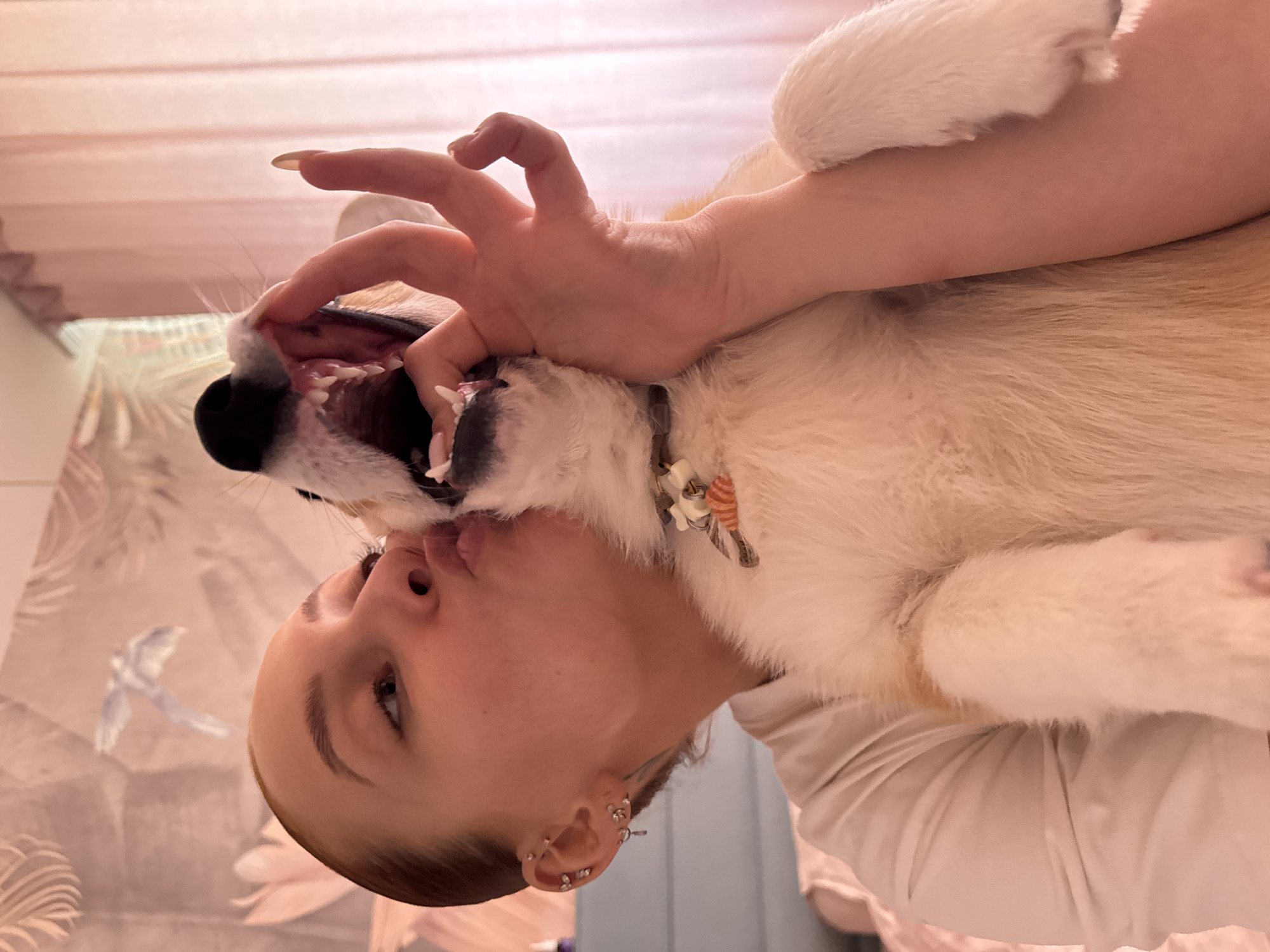 A young woman is holding a dog, positioning her face close to its mouth, with her fingers seemingly inside the dog's mouth. The dog is wearing a collar with decorative elements. The background is indistinct, but a wall with a wallpaper pattern of floral and bird designs can be discerned. The image appears to have been taken indoors. I don't have enough information to determine if this picture was taken in the city of Chaikovsky, Russia.