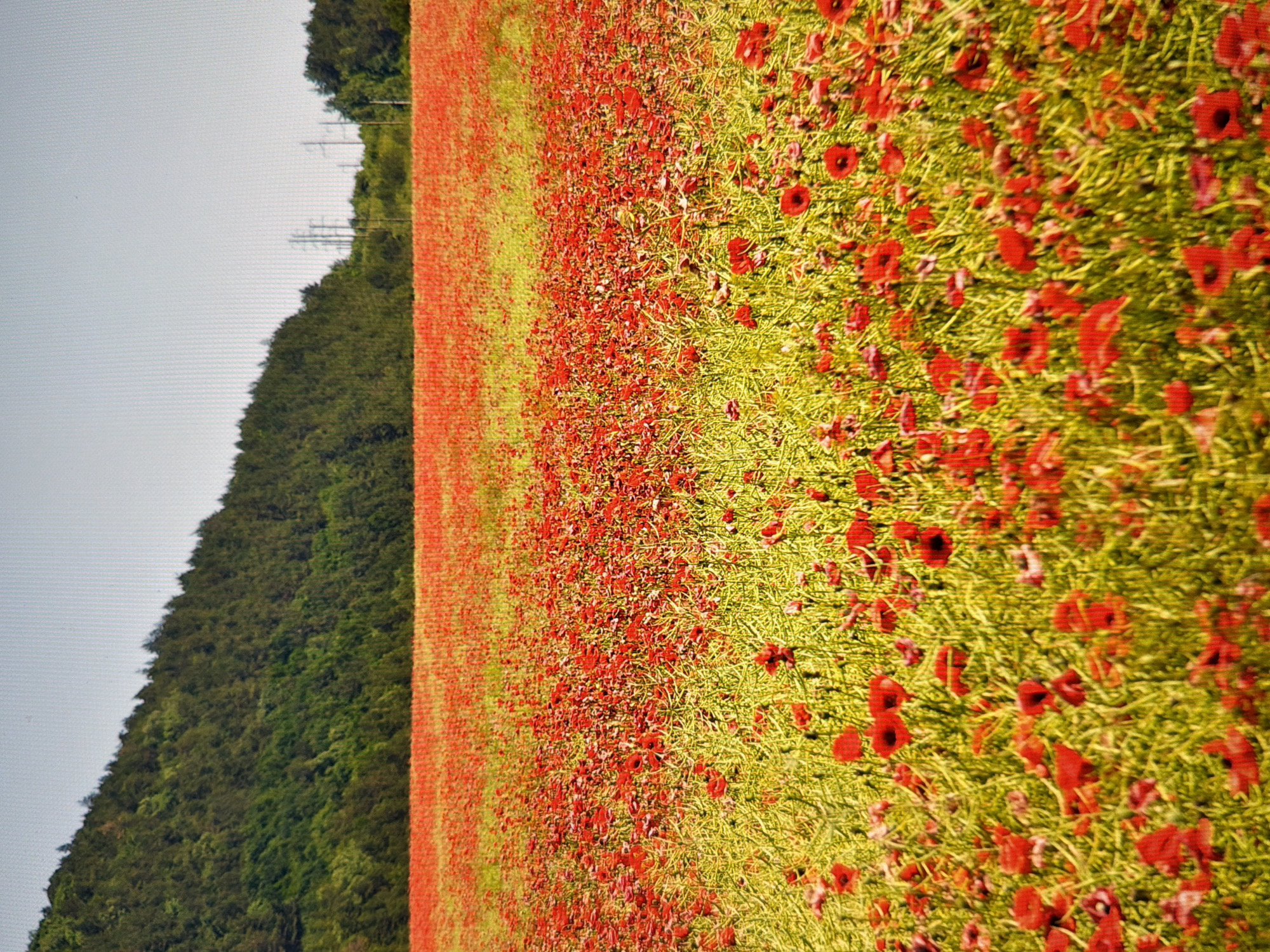 This is a photograph of a field of red poppies with a hillside covered in green trees in the background. The field takes up the majority of the frame, with the poppies densely packed together, creating a vibrant red carpet. The hillside is lush and green, with the trees forming a textured backdrop. The sky is a pale, overcast gray. The image is oriented vertically, with the field of poppies running from the bottom left to the top right. There are no people or man-made objects visible in the frame, except for what appear to be faint electrical towers or poles barely visible on the horizon behind the trees. The overall impression is one of natural beauty and tranquility. Given the context of Kyiv, Ukraine, this could be a scene during the late spring or early summer when poppies are in bloom. The overcast sky suggests a possibly cool or damp day, but the vibrant colors of the poppies indicate a healthy and thriving natural landscape.