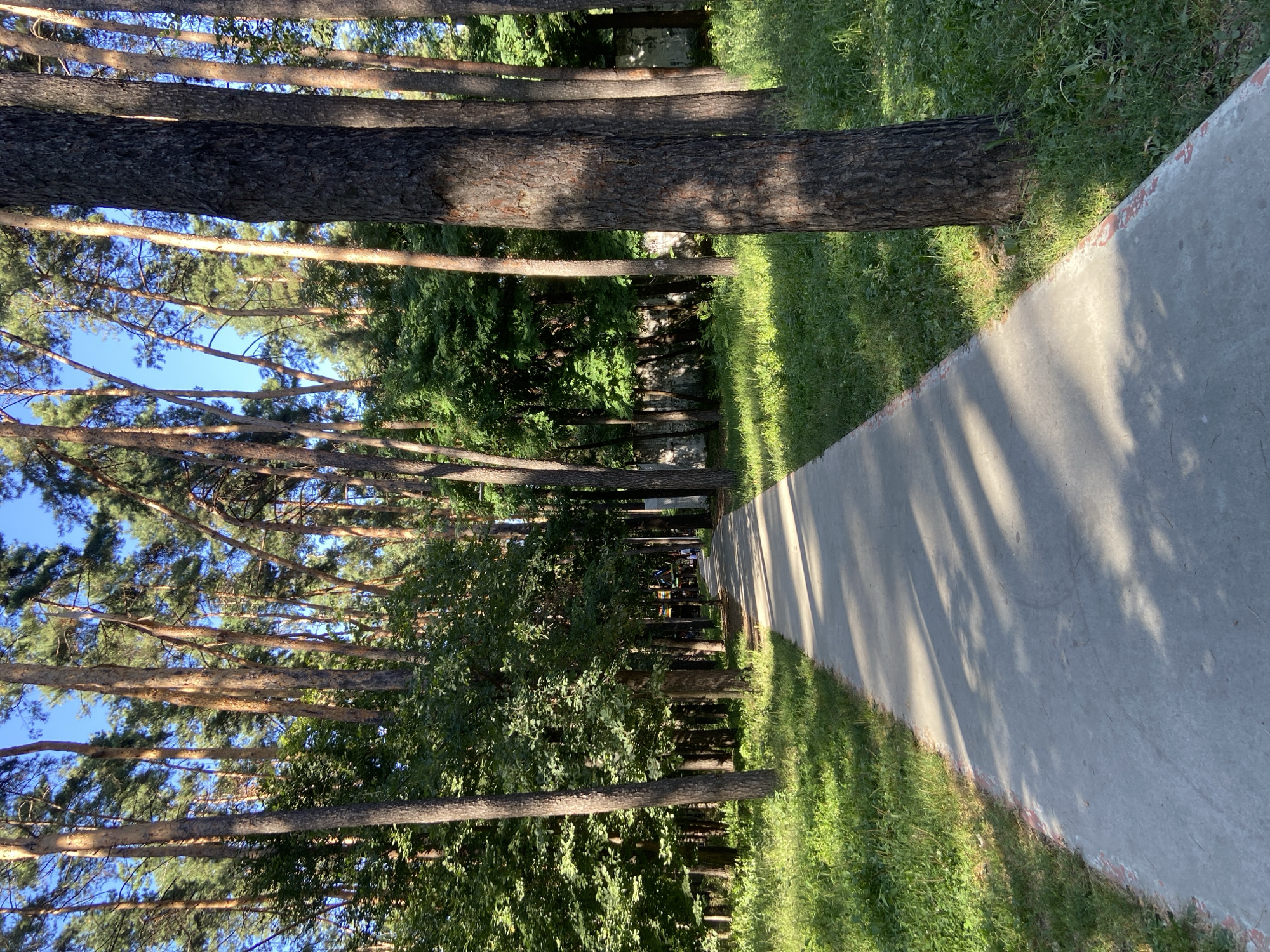 A paved pathway meanders through a sun-dappled forest, likely within the city of Kyiv, Ukraine. Tall pine trees with rough, textured bark flank both sides of the path, their needles forming a dense canopy overhead that casts dappled shadows on the concrete. Lush green grass and undergrowth cover the ground, interspersed with the bases of trees. In the distance, several figures are visible walking along the path, suggesting a public park or recreational area. The sky above is a clear, bright blue.