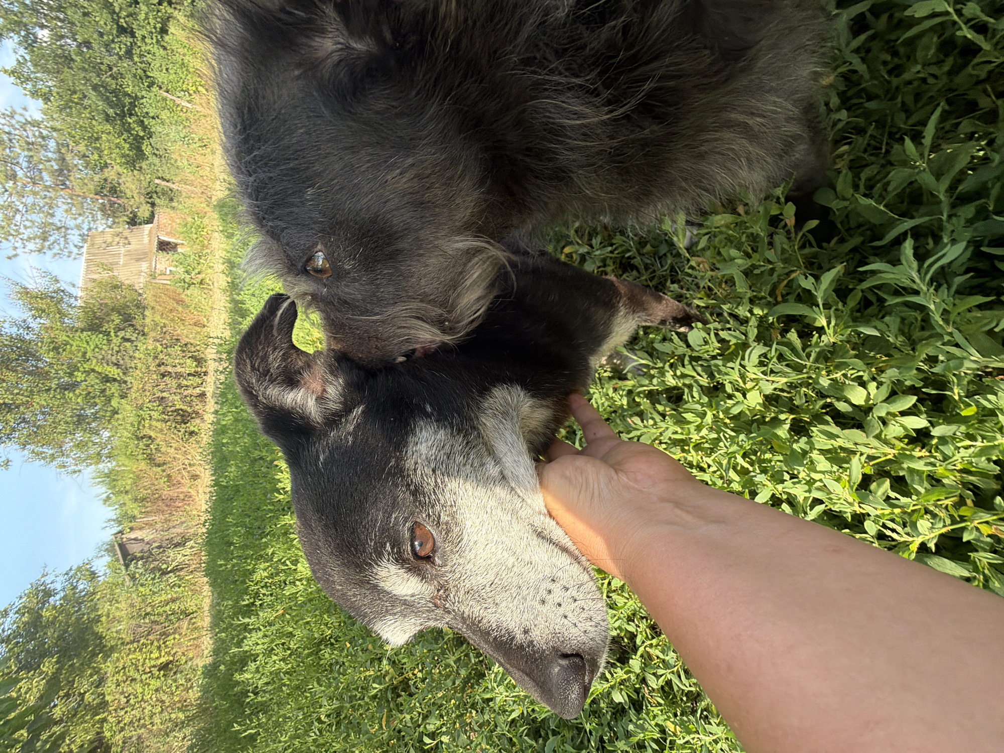 In Leningradskaya, Russia, two dogs are in a grassy outdoor area. One dog, black and grey with lighter fur around its muzzle, is being petted on the cheek by a human hand. This dog is looking to the left. The second dog, with darker, shaggier fur, is positioned to the right and slightly behind the first dog, with its head nudging the first dog's ear. In the background, there is dense green foliage and a rustic wooden structure, possibly a shed or outhouse, with a slanted roof. The sky is visible above the trees.