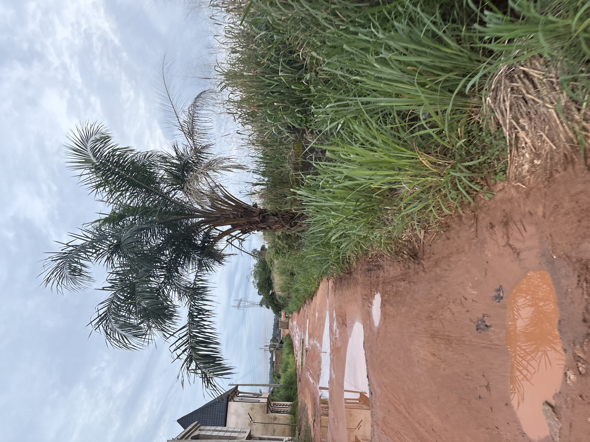 An outdoor, ground-level, eye-level shot captures a dirt road in Obosi, Nigeria, on an overcast day. The road, made of reddish-brown soil, is heavily saturated with water, forming numerous puddles of various sizes. The largest puddle in the foreground reflects the sky and the fronds of a palm tree. To the left of the road, a partially constructed building with a dark, steeply pitched roof is visible. Dense green vegetation lines the right side of the road, consisting of tall grasses and reeds, with a pile of dry, chopped reeds at the base. Further down the road, two figures are walking away from the camera, and in the distance, a large electrical pylon with overhead wires is visible against the cloudy sky. The overall impression is one of a developing area with unpaved infrastructure.
