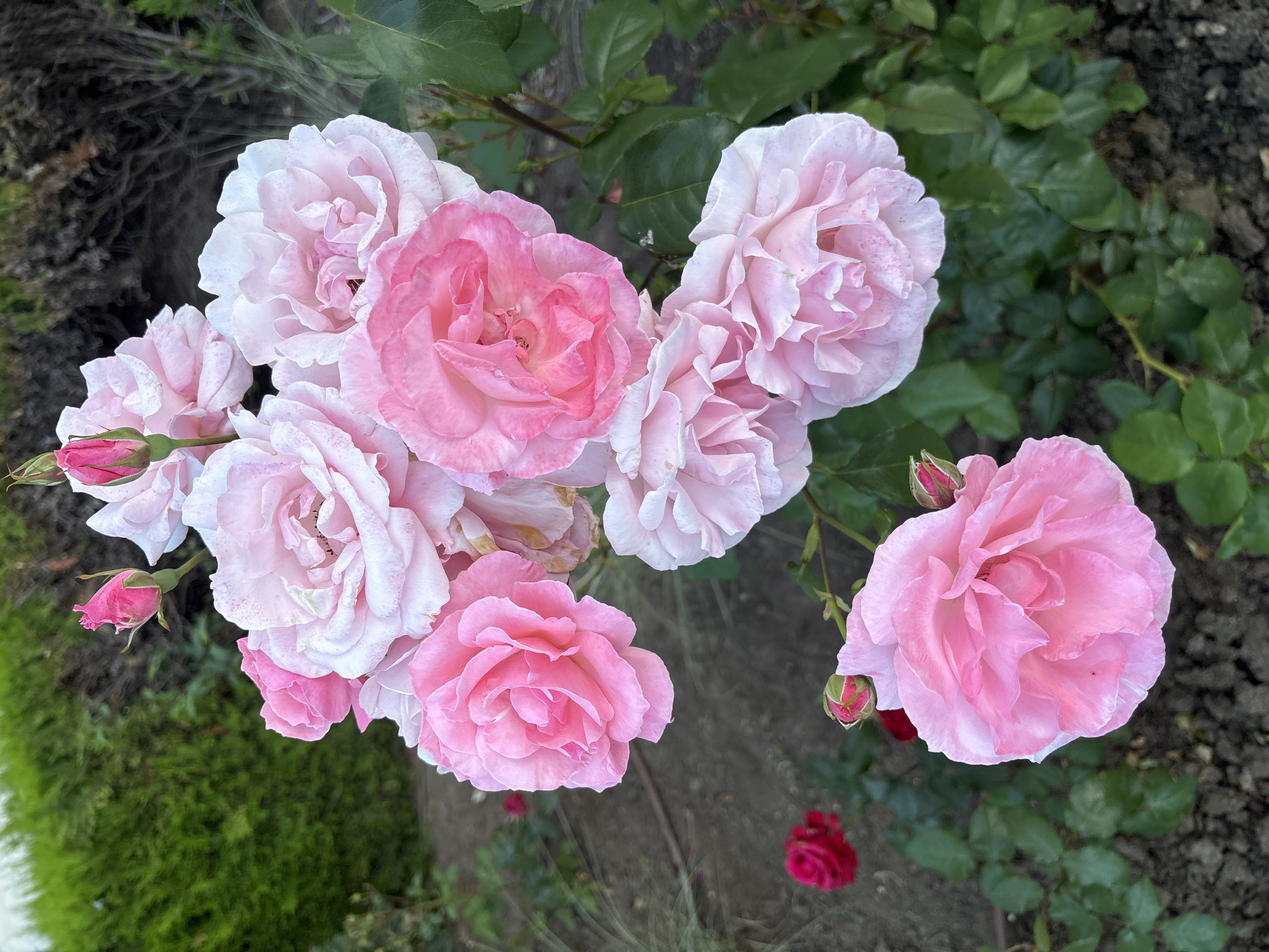 A cluster of light pink and some deeper pink roses with green leaves and buds bloom in a garden. The roses are in various stages of bloom, with some fully open and others still tightly closed buds. The background consists of dark soil, scattered small red roses, and a blurred green hedge. The image appears to be taken outdoors in natural light. The scene is likely a private garden or public park in Varna, Bulgaria, given the prompt's context.