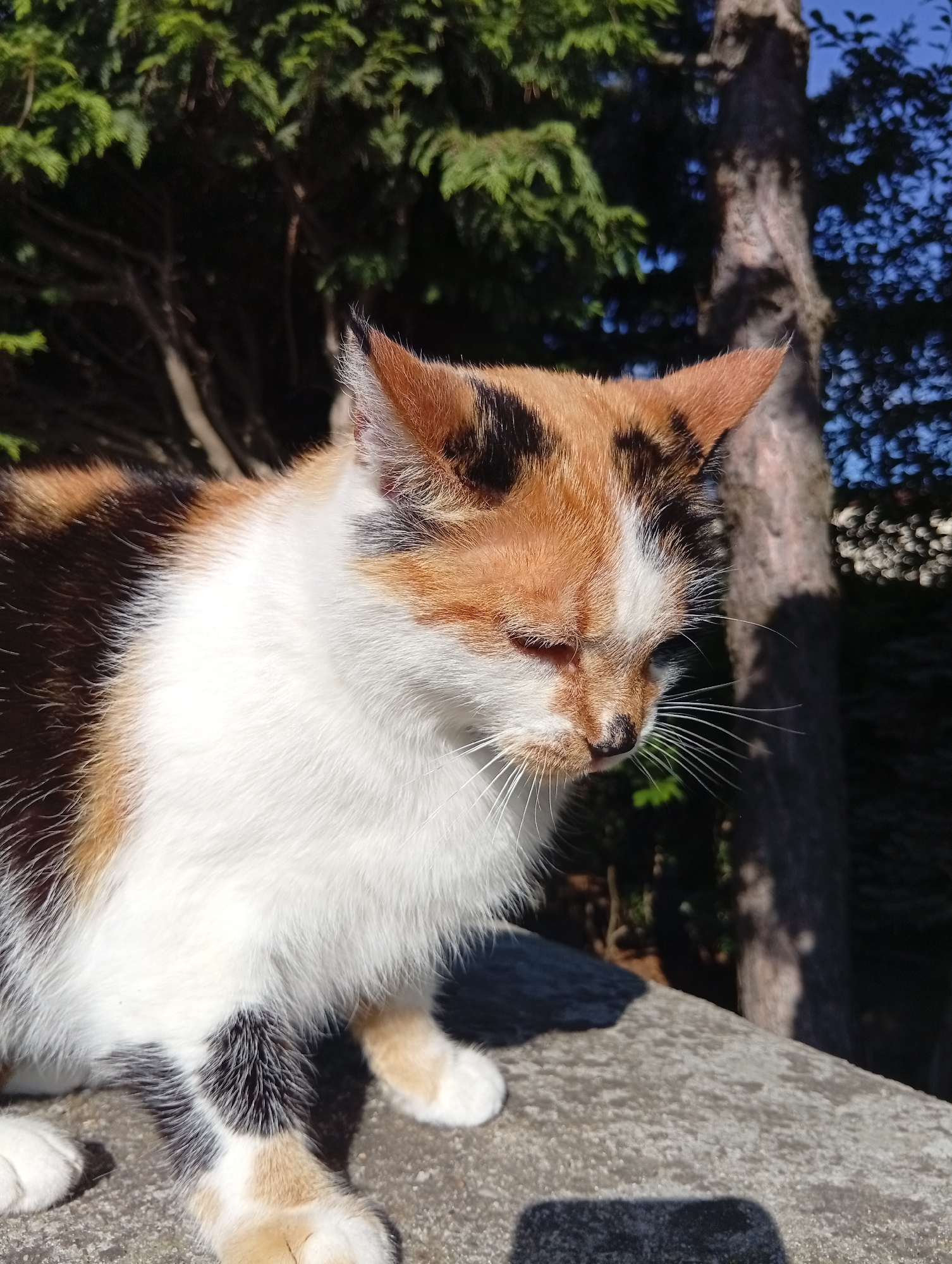 A calico cat with white, black, and orange markings sits on a stone surface outdoors. The cat is facing to the right and its eyes are partially closed. In the background, there are trees with green foliage and a trunk visible, as well as a bright blue sky. The lighting suggests it is daytime, with sunlight casting shadows on the stone. The scene is located in the city of Kiełczów, Poland.