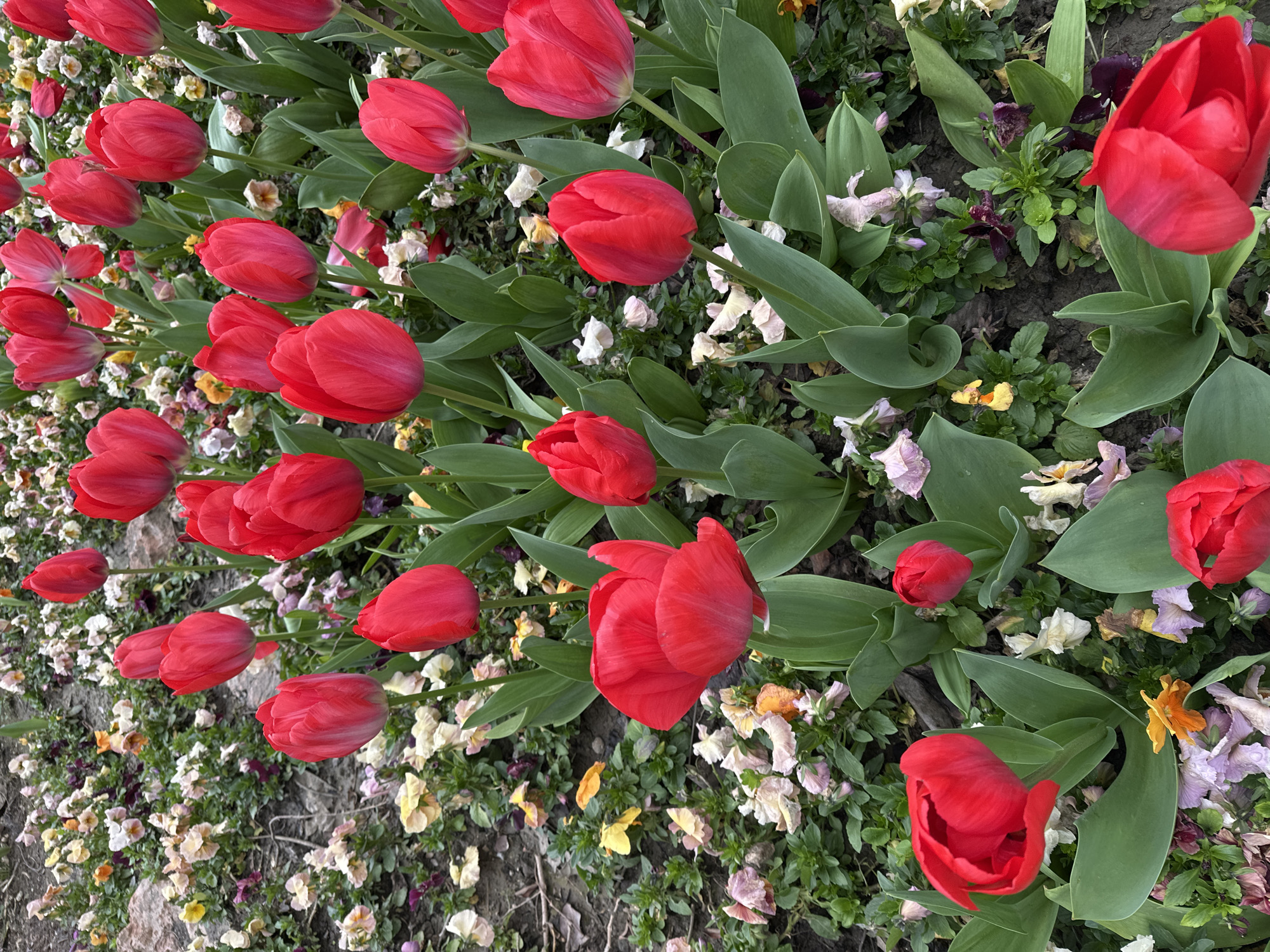 This image presents an overhead view of a cultivated flowerbed located in the city of Sochi, Russia. The scene is dominated by approximately two dozen red tulips, displaying solid crimson petals. These tulips vary in their state of bloom, from tightly closed buds to fully open flowers, all supported by distinct green stems and broad green leaves. Interspersed among the tulips and forming an undergrowth are numerous smaller, multi-colored flowers, primarily identified as pansies or violas. These smaller flowers exhibit petals in shades of white, cream, pale yellow, orange, and various purples, with a notable portion appearing wilted or past their prime. The plants are rooted in dark, moist soil, with sparse organic debris, such as fallen leaves, visible on the surface. No individuals or animals are present in the frame.
