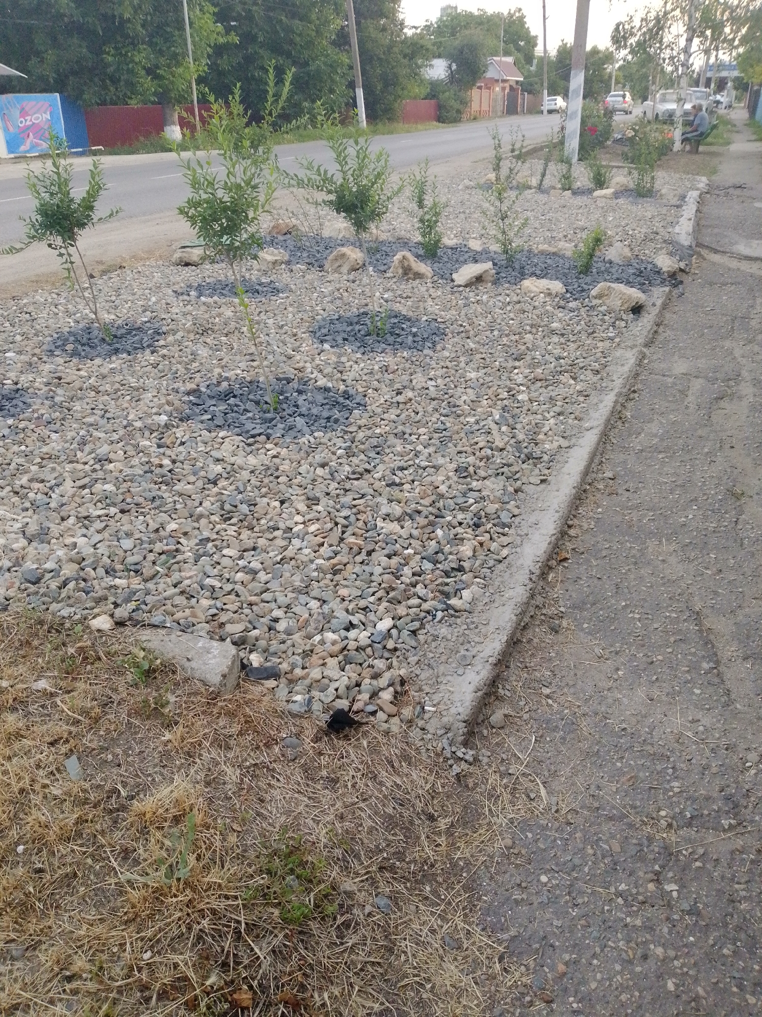 The image shows a roadside landscaping project in Staroshcherbinovskaya, Russia. Several young trees with green foliage have been planted in a bed of light-colored gravel and darker gray gravel. Large, light-colored stones are interspersed among the gravel. A concrete curb separates the landscaped area from a paved road or walkway. In the background, a road is visible with several cars parked and driving. Buildings and trees line the far side of the road. To the left of the landscaped area, a blue sign with white lettering that reads "OZON" is visible. The ground bordering the landscaped area on the right is covered in dry grass and some scattered stones. The overall scene suggests an urban or suburban environment undergoing beautification efforts.
