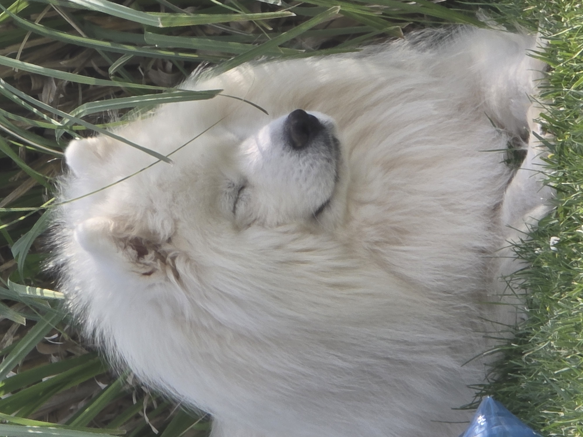 A white Samoyed dog is sleeping in the grass. The dog is lying on its side with its eyes closed and its nose facing towards the viewer. Some grass blades are visible around and on the dog. The location is Dolishte, Bulgaria.