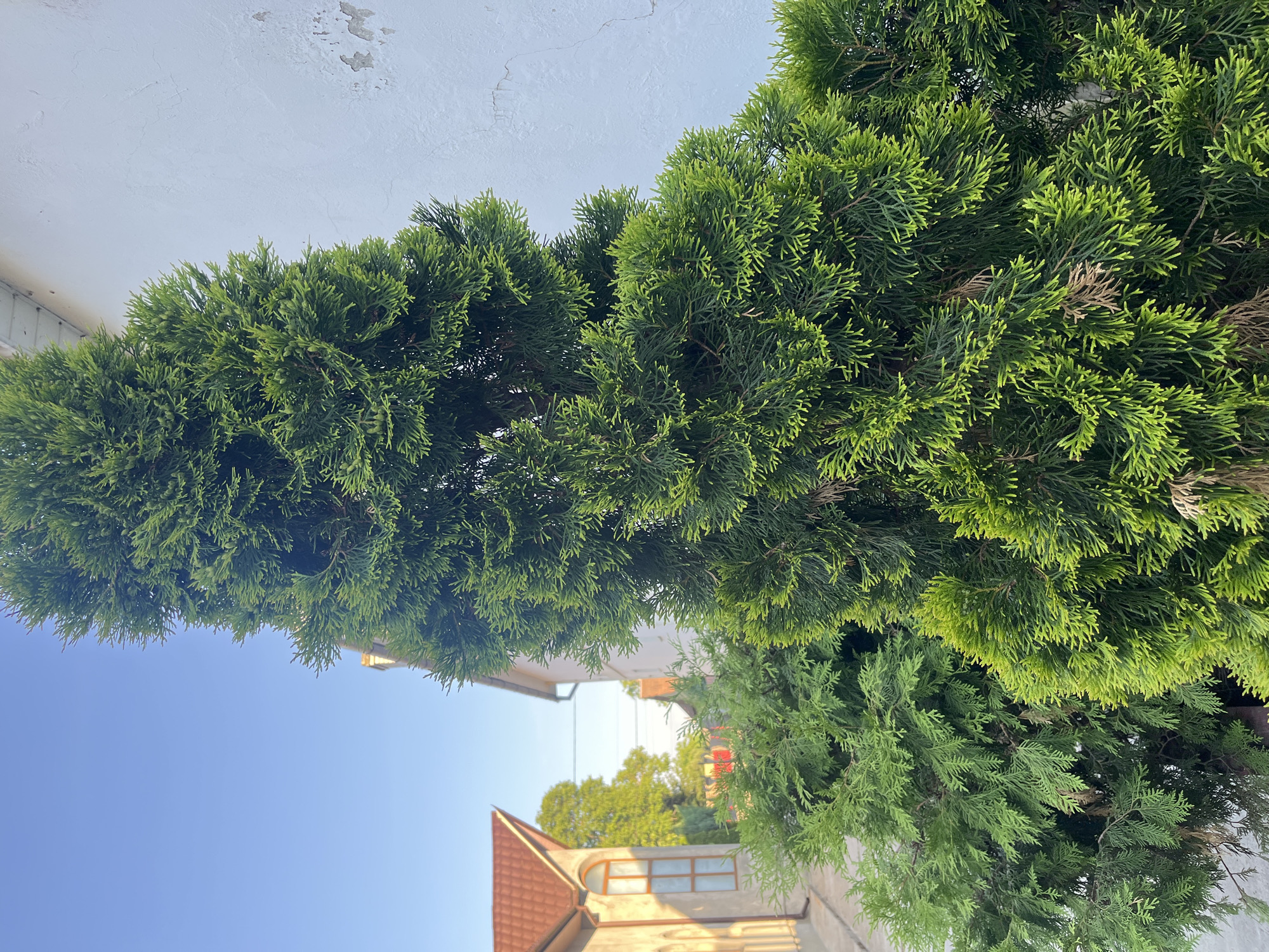 This image depicts an outdoor scene in Tarnivtsi, Ukraine, focusing on a vibrant green coniferous tree in the foreground. The tree, likely a cypress or juniper, has dense foliage with some dried brown needles interspersed. To the right of the tree, a white building with peeling paint and a textured surface is visible. In the background, a street runs between buildings, with one structure featuring a reddish-brown tiled roof and a window with a wooden frame. The sky is a clear, bright blue, indicating fair weather. The lighting suggests it is daytime, possibly late afternoon, given the warm tones on the building in the background. There are no people or animals present in the frame.