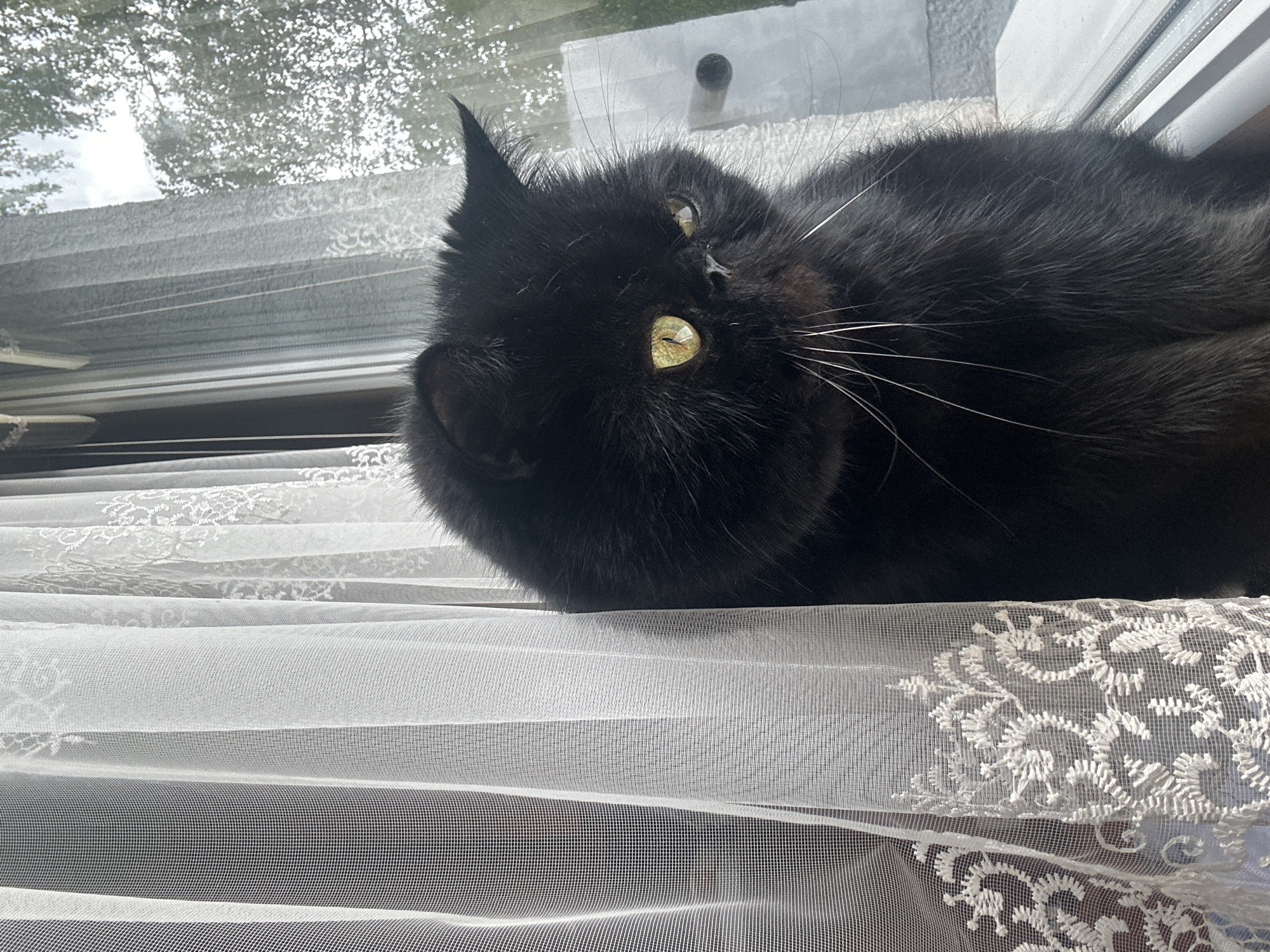 A black cat is lying on a white lace curtain in front of a window. The cat is positioned in the lower center of the frame, facing the viewer with its head tilted to the left. Its eyes are open and appear to be yellow-green. The curtain hangs loosely and has a floral pattern. Outside the window, there are indistinct shapes and light suggesting an exterior environment, possibly foliage. The location is Unknown, Unknown.