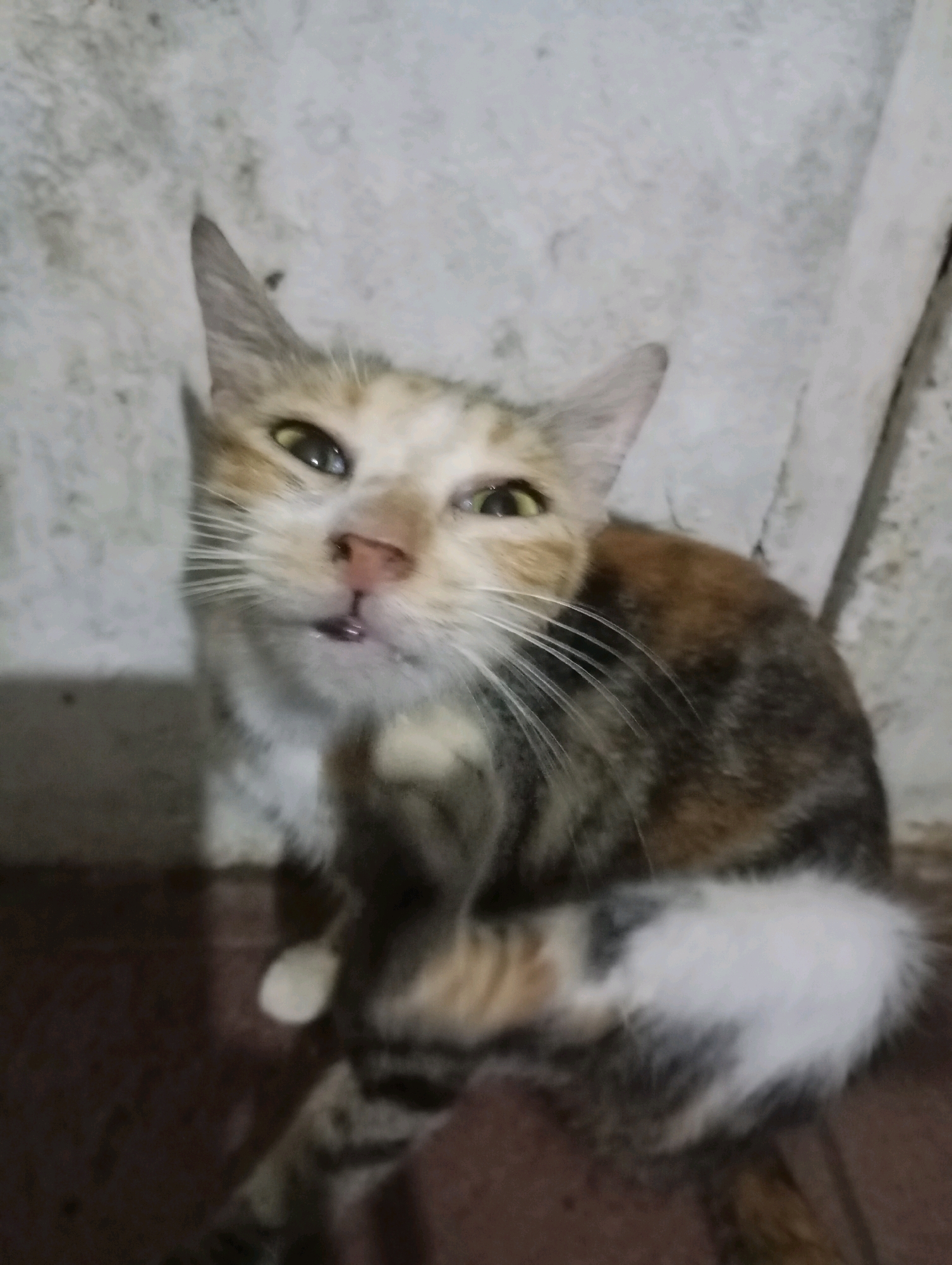 A calico cat is pictured sitting on a brown tiled floor, possibly indoors, against a textured, light-colored wall. The cat has white, black, and orange patches on its fur. Its left paw is raised to its face, and its mouth is slightly open. The cat's eyes are yellow and appear alert. The background wall has a rough, uneven texture, and a vertical pipe or beam is visible on the right side. The floor is dark brown and appears to be tiled. The image quality is somewhat grainy, and the lighting is dim. The image does not contain enough information to determine its specific location within Balikpapan, Indonesia, or to provide forensic details beyond the visual description of the cat and its immediate surroundings.