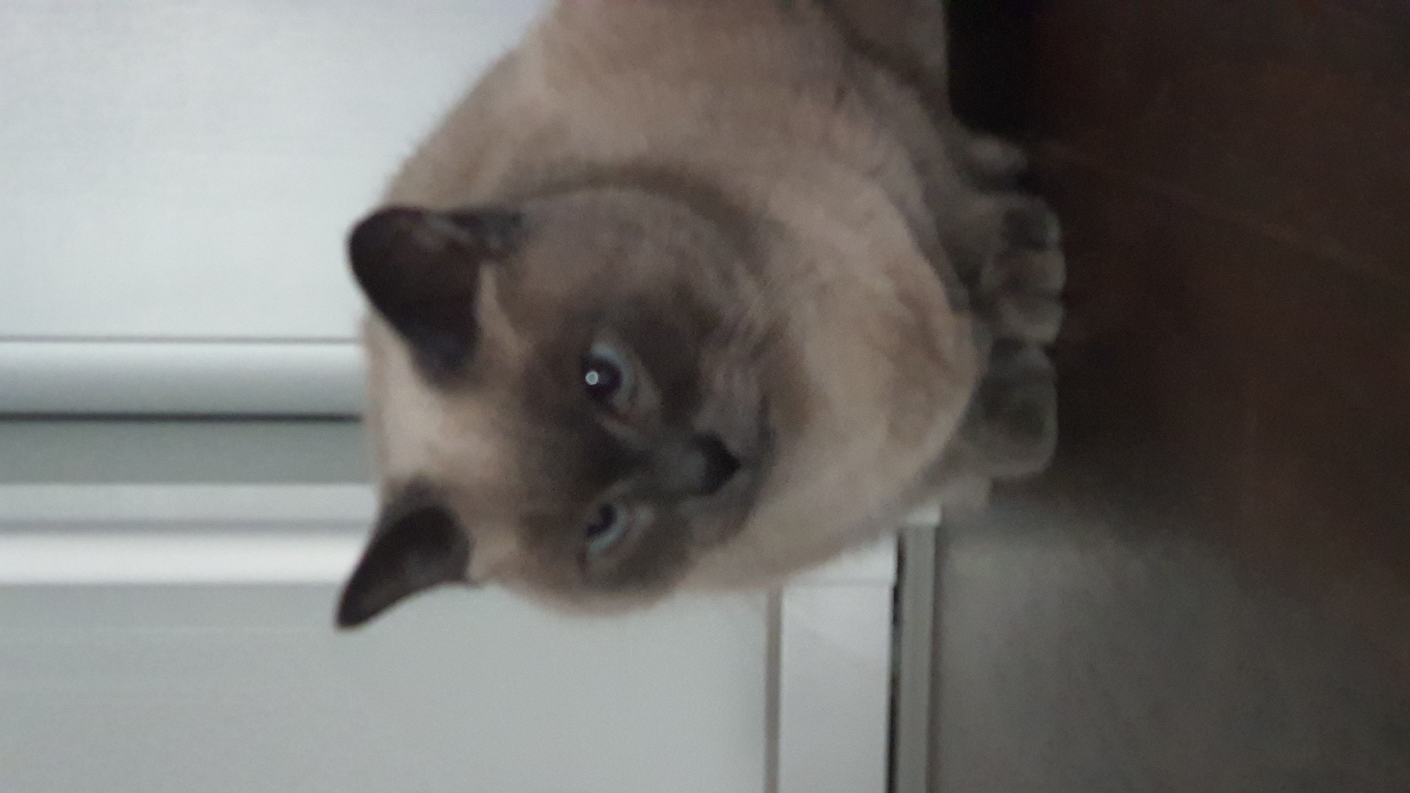 A fluffy Siamese cat with blue eyes and dark points on its face, ears, and paws sits on a dark wooden floor. The cat is facing forward with its body turned slightly to the right, and its gaze is directed towards the camera. Behind the cat, a white, vertical blinds are visible. The image was taken in Krasnoyarsk, Russia.
