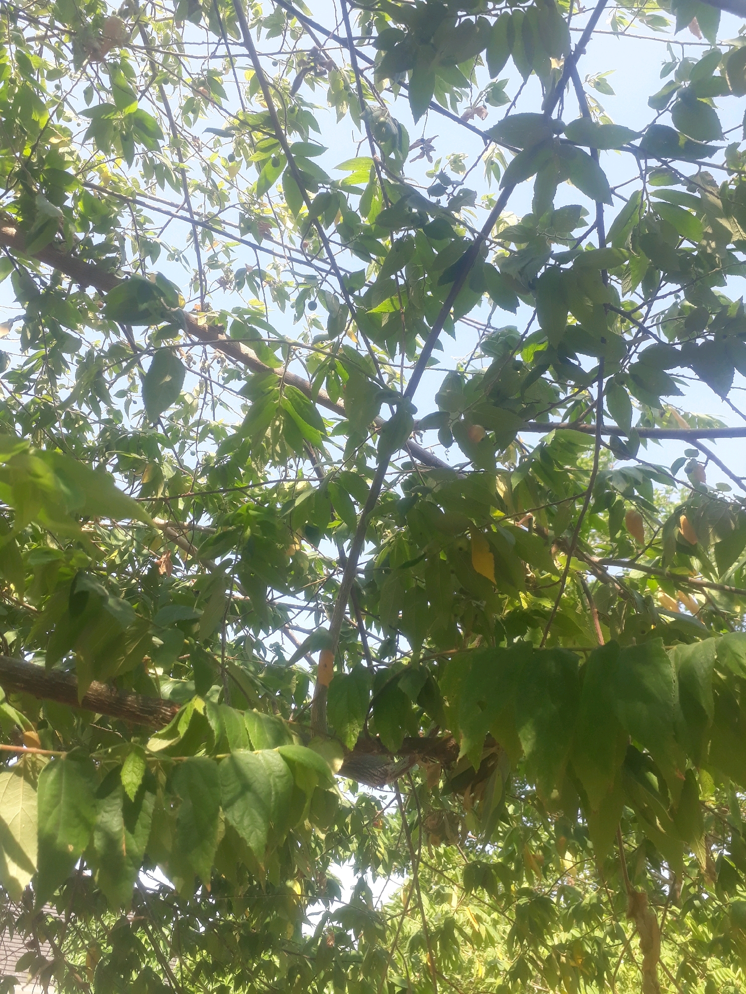 The image shows an upward-looking view of a tree canopy against a bright sky. The branches are dense with green leaves, some of which appear to be a yellowish-green, suggesting they might be ripening fruit or beginning to change color. Small, dark, round objects, possibly berries or developing fruit, are visible scattered among the leaves. The branches themselves are brown and appear to be of varying thicknesses, suggesting a mature tree. The lighting indicates it is daytime, with sunlight filtering through the leaves, creating dappled light and shadows. The scene is natural, with no artificial structures or human presence immediately apparent in the canopy. The context of Pangkalpinang, Indonesia, suggests this is likely a tropical tree, common in the region.