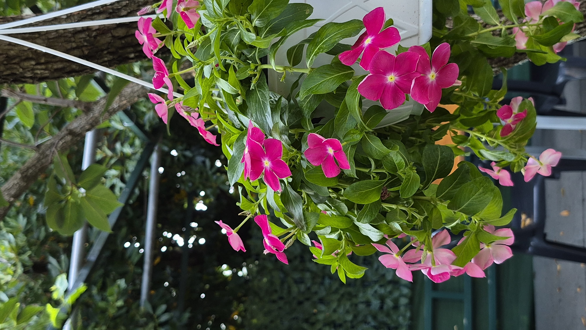 A hanging basket filled with vibrant pink and fuchsia vinca flowers is suspended from a tree. The flowers are in various stages of bloom, with some fully open and others still in bud. The leaves are a lush green and glossy. The basket itself is white and partially visible. The background is a blur of green foliage, a tree trunk, and hints of outdoor furniture, suggesting a garden or patio setting. The lighting appears to be natural daylight.