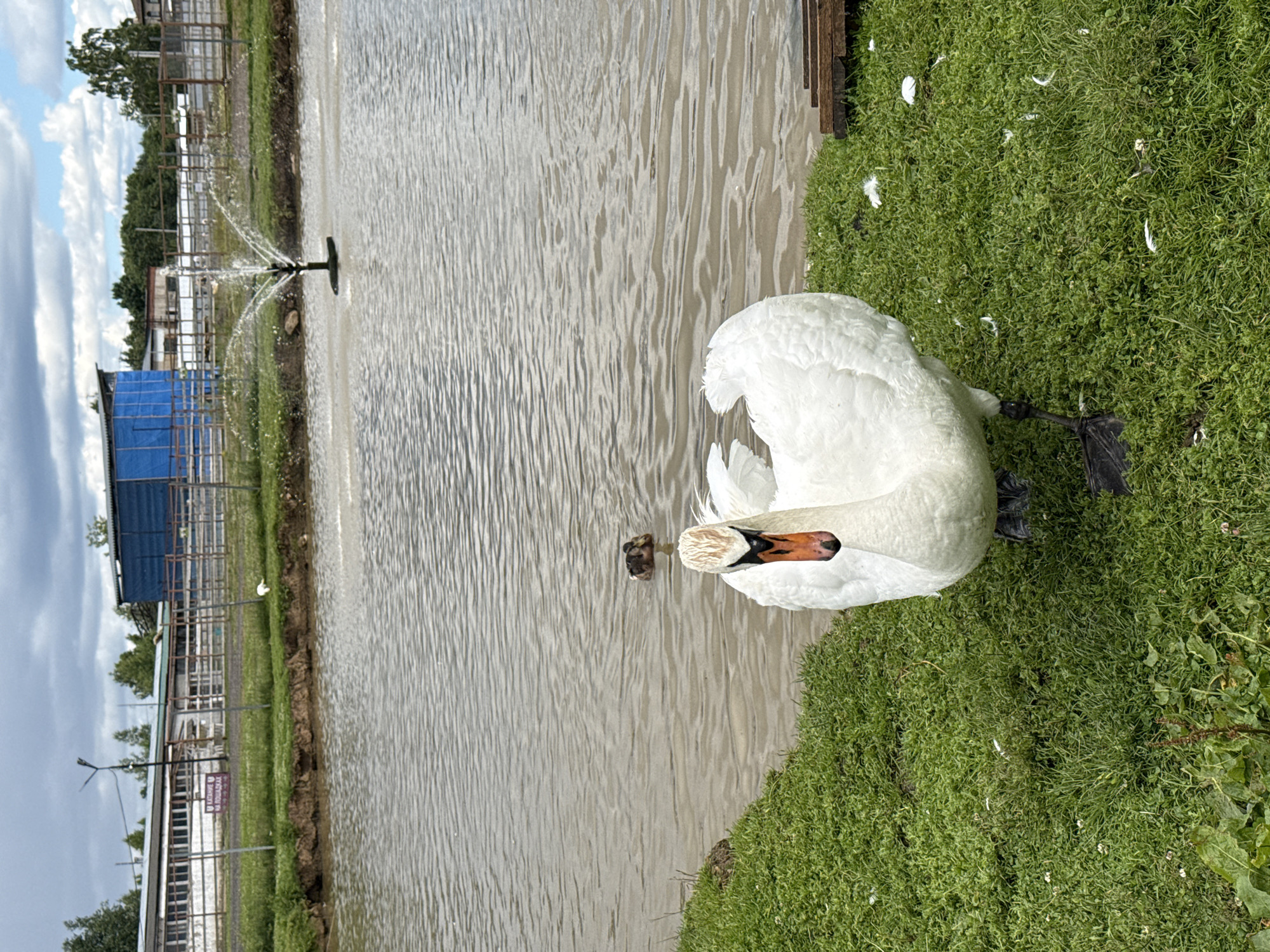 This is a photograph taken outdoors, likely in a rural or farm setting given the presence of fences, buildings, and a body of water. The scene appears to be a pond or lake bordered by a grassy area. A fountain is visible in the water, creating a spray.
The primary subject is a white swan, which is positioned on the grassy bank, partially in the frame, with its head turned towards the water. Its beak is orange with black markings. In the water, close to the swan, a smaller dark object is visible, possibly another bird or an animal. In the background, there are structures resembling farm buildings or enclosures, with a blue tarp visible on one of them. The sky is cloudy, suggesting it might be a partly cloudy day.
The image is oriented vertically. Some white feathers are scattered on the grass, indicating the presence of birds. There is a sign visible in the background with text that appears to be in Cyrillic. The text includes the word "КАМЕНКА," which, along with the location context provided, confirms the location as Kamenka, Russia. The overall atmosphere seems peaceful, with the swan resting by the water. The time of day is not explicitly indicated but appears to be daytime due to the lighting.