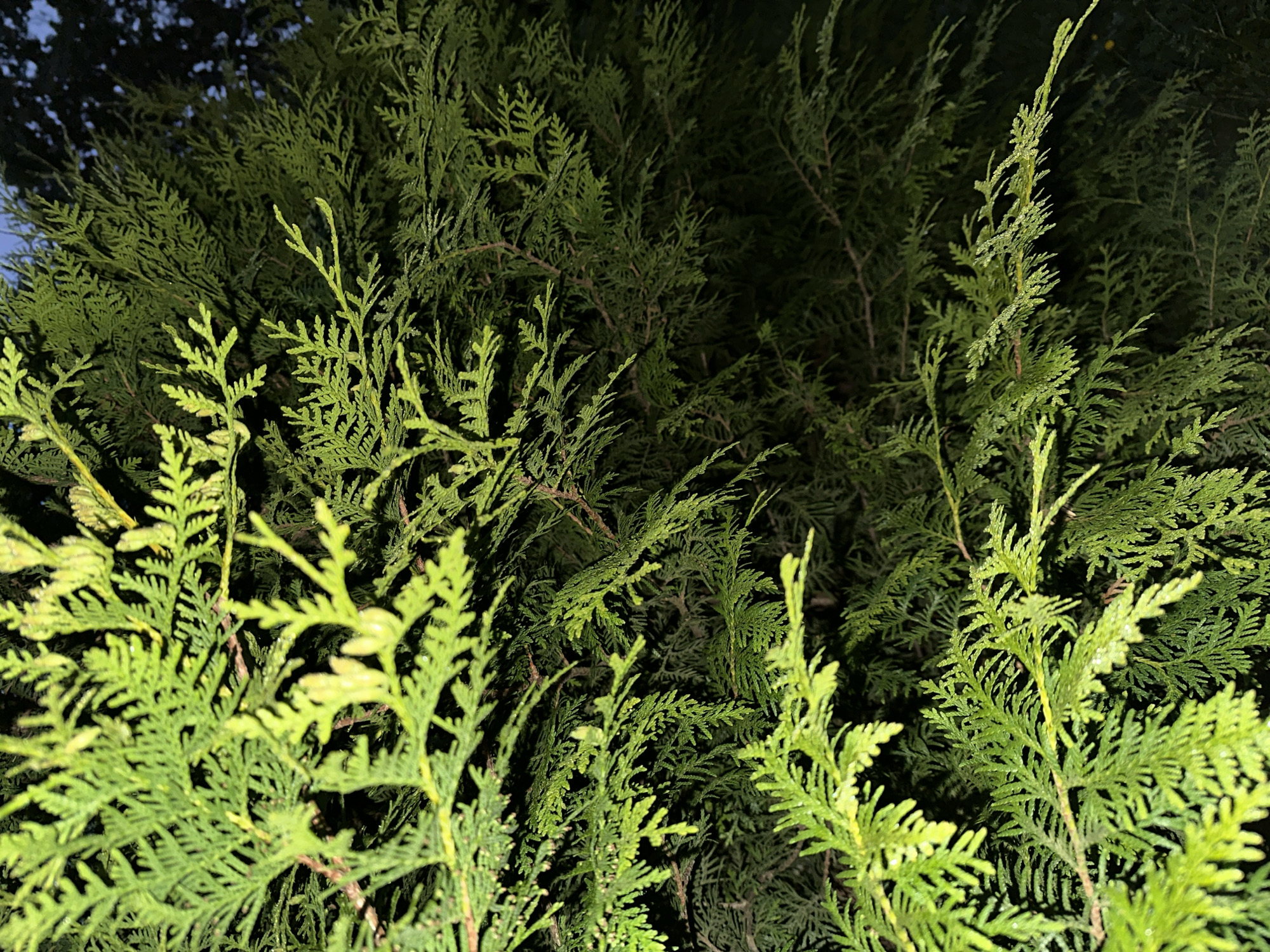 The image shows a close-up view of dense, green foliage, likely from a conifer tree. The leaves are scale-like and arranged in flattened sprays. The lighting is artificial and appears to be from a low angle, casting shadows and highlighting the texture of the leaves. Some of the leaves have small water droplets on them. The background is dark and out of focus, suggesting it is nighttime or a shaded area. There are no people or animals visible in the image. The setting is likely an outdoor environment, possibly a garden or park. There is no specific information in the image to indicate a location within Askim, Norway.