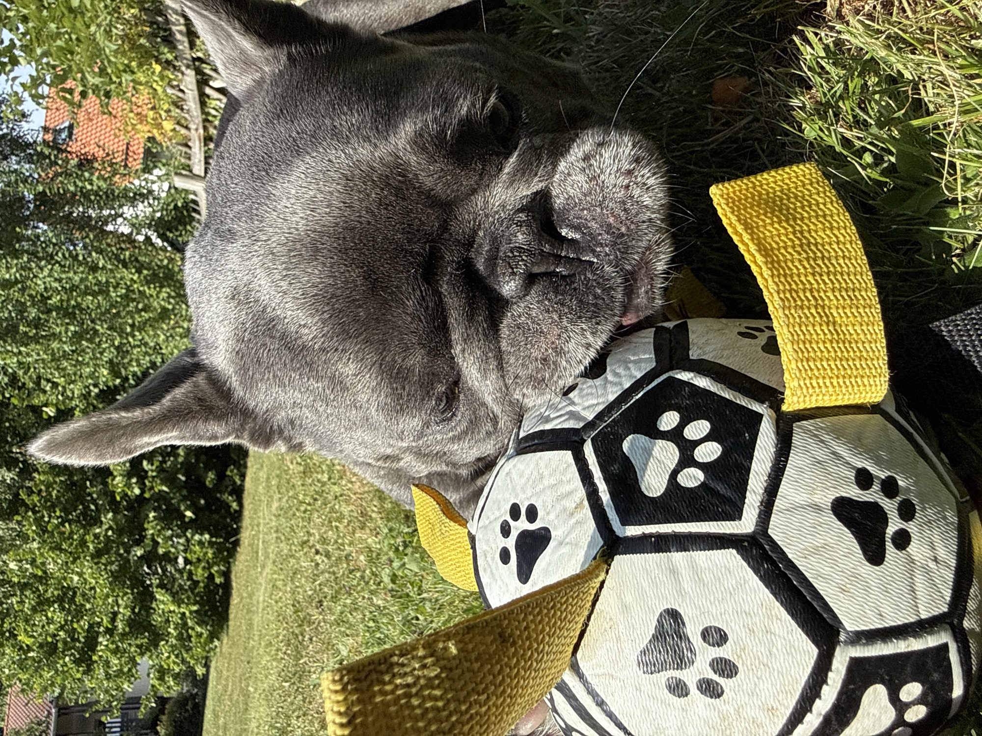 A French Bulldog lies on its side in a grassy yard, its face close to a black and white soccer ball with paw prints. The dog's ears are perked, and its eyes are partially closed. A yellow strap is attached to the ball, and another yellow strap is visible around the dog's neck. The background shows a blurred image of trees and a red-tiled roof, suggesting a residential area. The scene takes place outdoors on a sunny day in Bad Sachsa, Germany.
