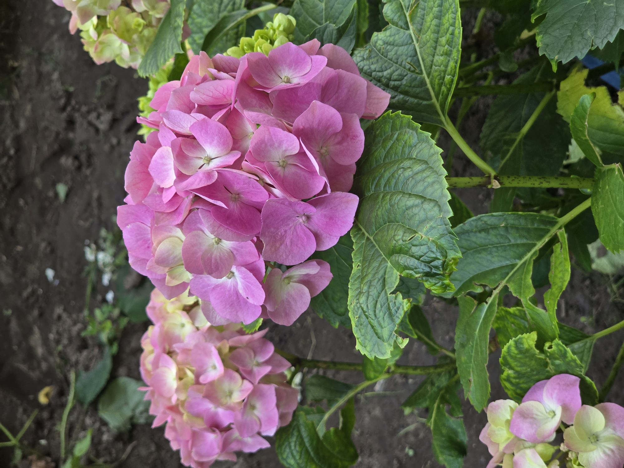 In Vyshneve, Ukraine, a close-up shot focuses on two large, pink hydrangea flower heads. The flower in the foreground is a vibrant pink, with some paler pink and green hues visible on the outer petals and in the center of the bloom. It is surrounded by large, dark green, serrated leaves. Behind this, another cluster of pink hydrangeas is partially visible, with a hint of yellow-green interspersed. The background is out of focus, showing dark soil with some scattered green foliage and the suggestion of other plants. The lighting appears natural, casting soft shadows.