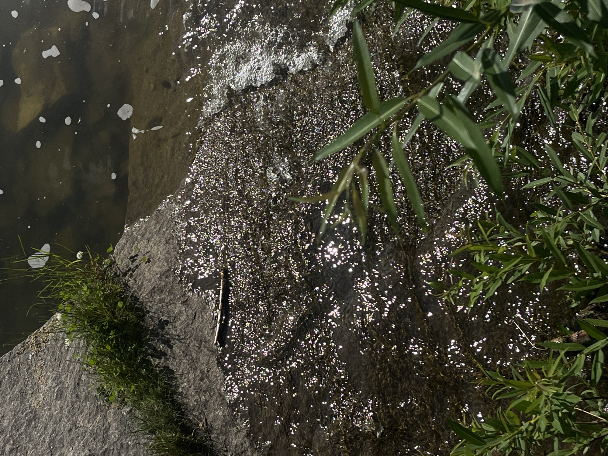 A close-up, high-angle shot captures a body of water with a rough, grey rock formation in the upper left. Green grass and small white flowers sprout from the rock. The water's surface is dark and highly reflective, dotted with numerous bright sparkles, likely from sunlight. In the upper right, the water appears murkier with lighter-colored frothy elements. A thin, dark stick lies horizontally across the water near the rock. In the foreground, out-of-focus green leaves and stems partially obscure the view of the water. The scene is likely outdoors in a natural setting, possibly a park or a riverbank in Yekaterinburg, Russia, though there is no direct evidence within the image to confirm the specific location.