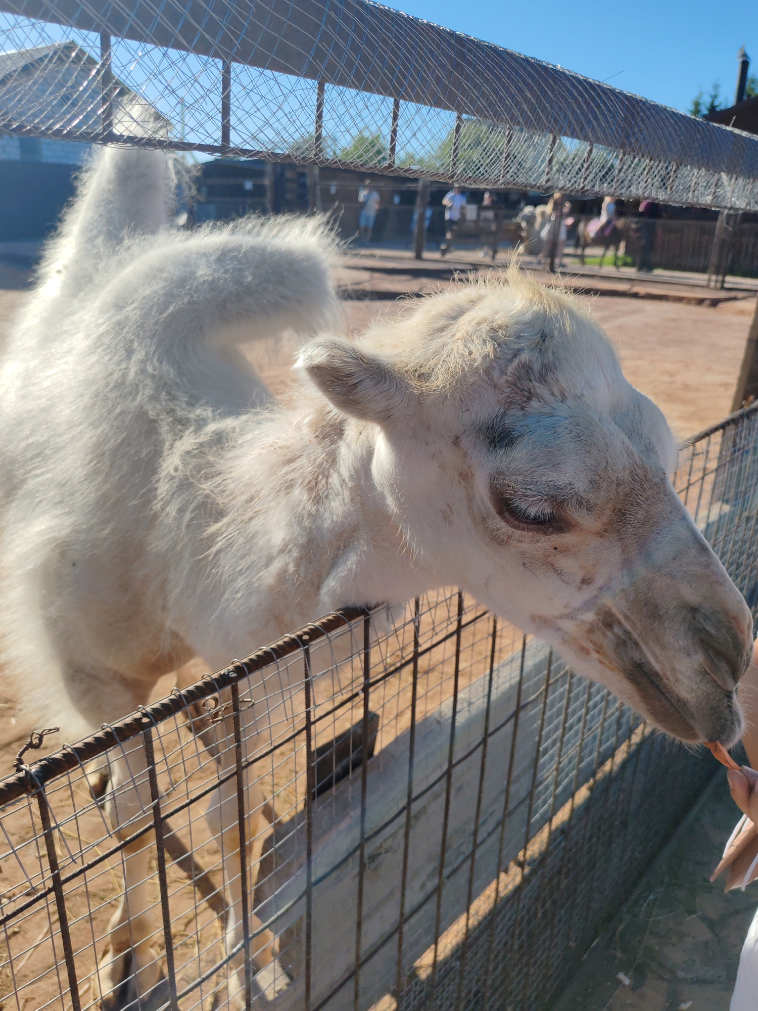 The image shows a white camel with a hump, standing behind a wire fence in what appears to be an outdoor enclosure. The camel's head is lowered, and it is reaching towards a person's hand, which is offering it a piece of food, possibly a carrot. In the background, other people and camels can be seen, along with wooden structures that suggest a farm or zoo setting. The ground is sandy, and the sky is clear and blue, indicating a sunny day. The location is identified as the city of Lukaši, Russia.