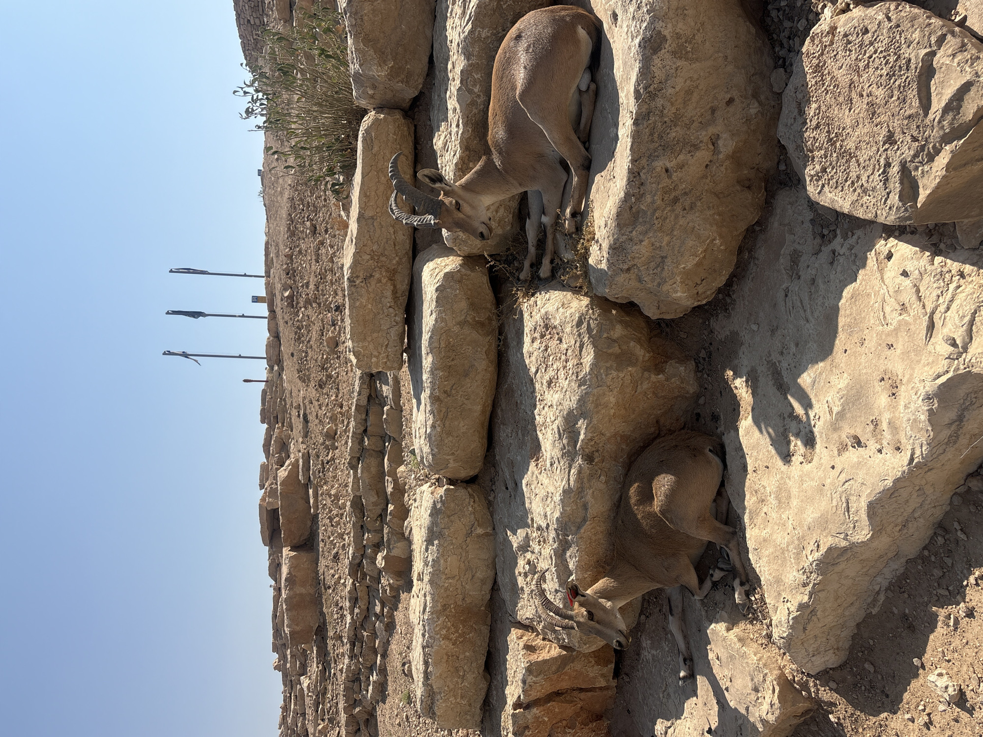 Two Nubian ibex are resting on large, light-colored rocks in a desert landscape. The ibex are tan-colored with distinctive curved horns. The environment is arid, with scattered rocks and sparse vegetation. In the background, there are more rocks, a few flags on poles, and a clear blue sky. The scene appears to be in Mitzpe Ramon, Israel, known for its desert surroundings and the Ramon Crater.