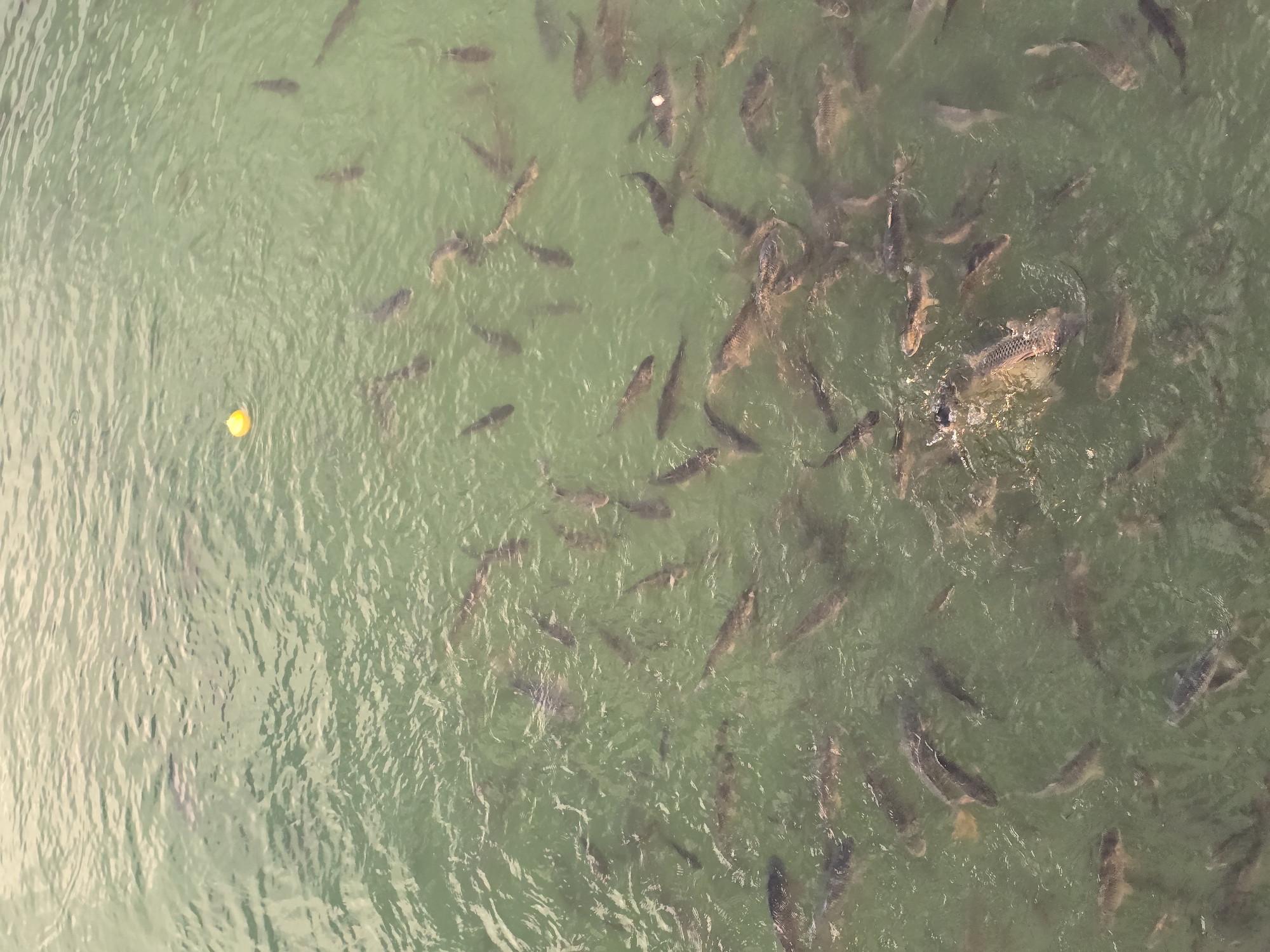 The image presents an overhead view of a body of water, likely a pond or lake, filled with numerous fish. The water appears murky green, and ripples are visible across the surface. A dense gathering of fish is concentrated on the right side of the frame, suggesting an area of feeding activity. Individual fish can be distinguished, characterized by elongated shapes and darker coloration. In the lower left corner, there is a small yellow object floating on the water's surface, possibly a piece of food or litter. There are no visible people in the image. The city or specific location is not identifiable from the provided content.