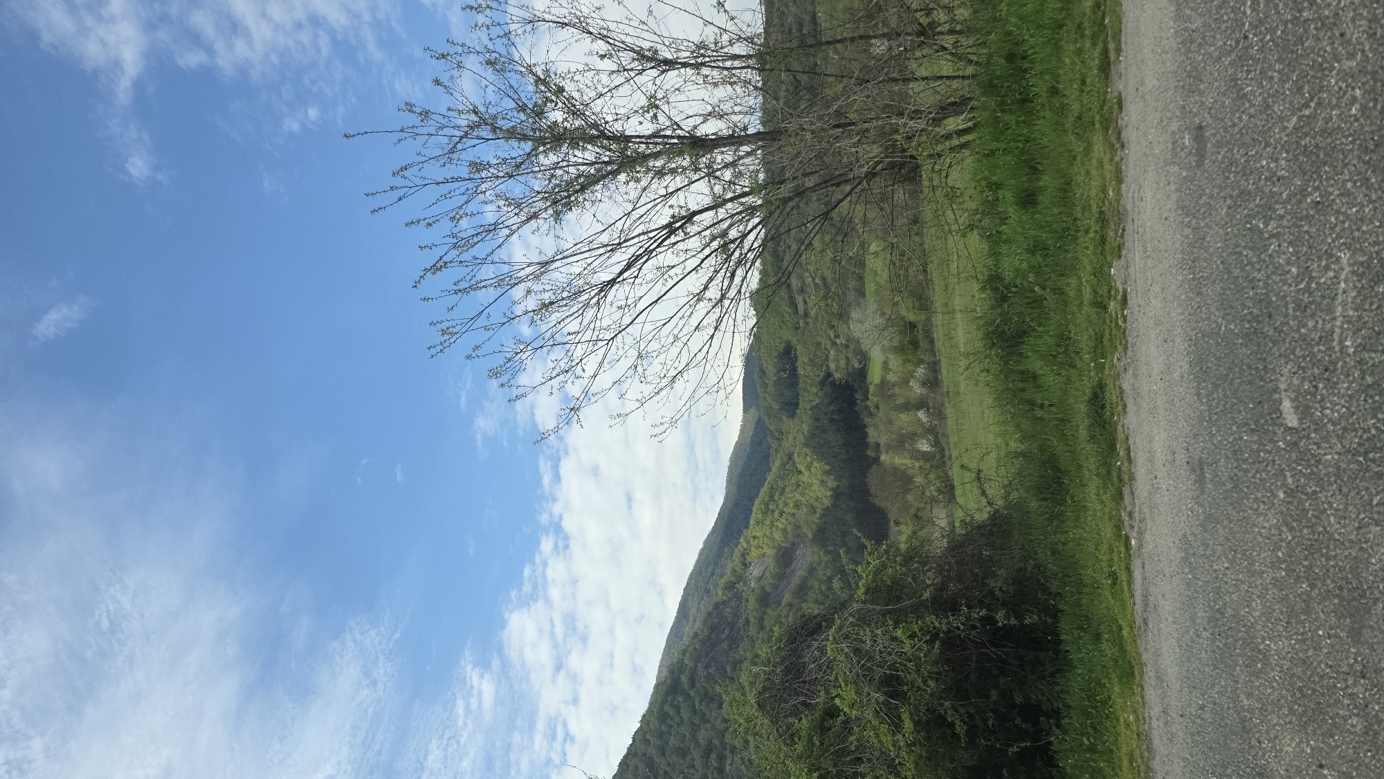 The image shows a landscape with a blue sky and scattered clouds on the left. Bare tree branches are visible in the upper center. Adjacent to the tree is a green grassy area and foliage covering a hillside. To the right, a gray asphalt road surface is visible. The location is in Poleto, Bulgaria.