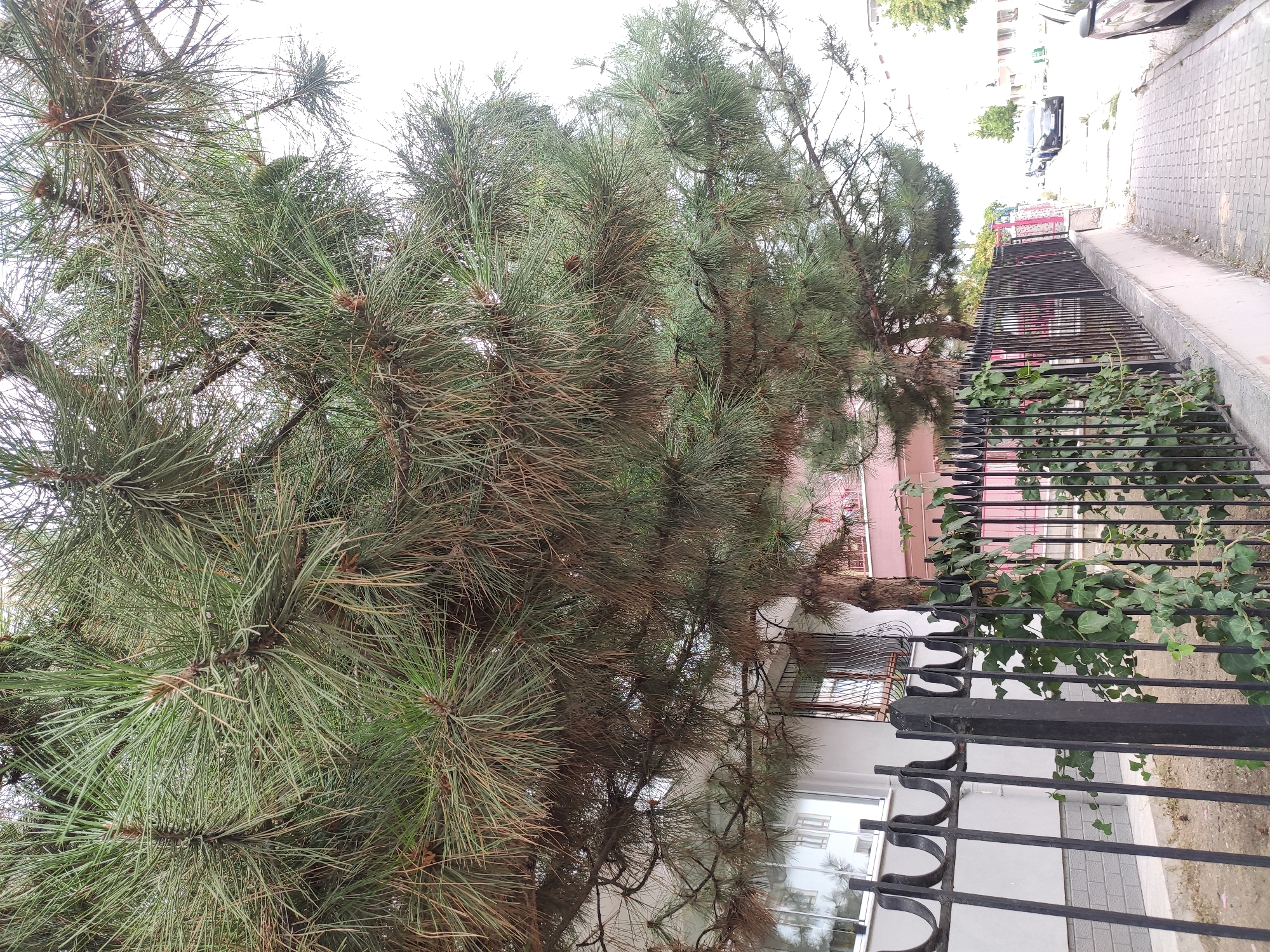 The image depicts a street scene in the city of Mamak, Turkey. In the foreground, a black metal fence runs along the sidewalk, with ivy vines growing up portions of it. Behind the fence, a building with white and grey sections is visible, featuring windows with decorative metal grates. A large pine tree with long green needles overhangs the fence and building. The sidewalk is paved with interlocking concrete blocks. Further down the street, cars are parked and driving, and other buildings can be seen in the distance under an overcast sky. There are no people visible in the image.