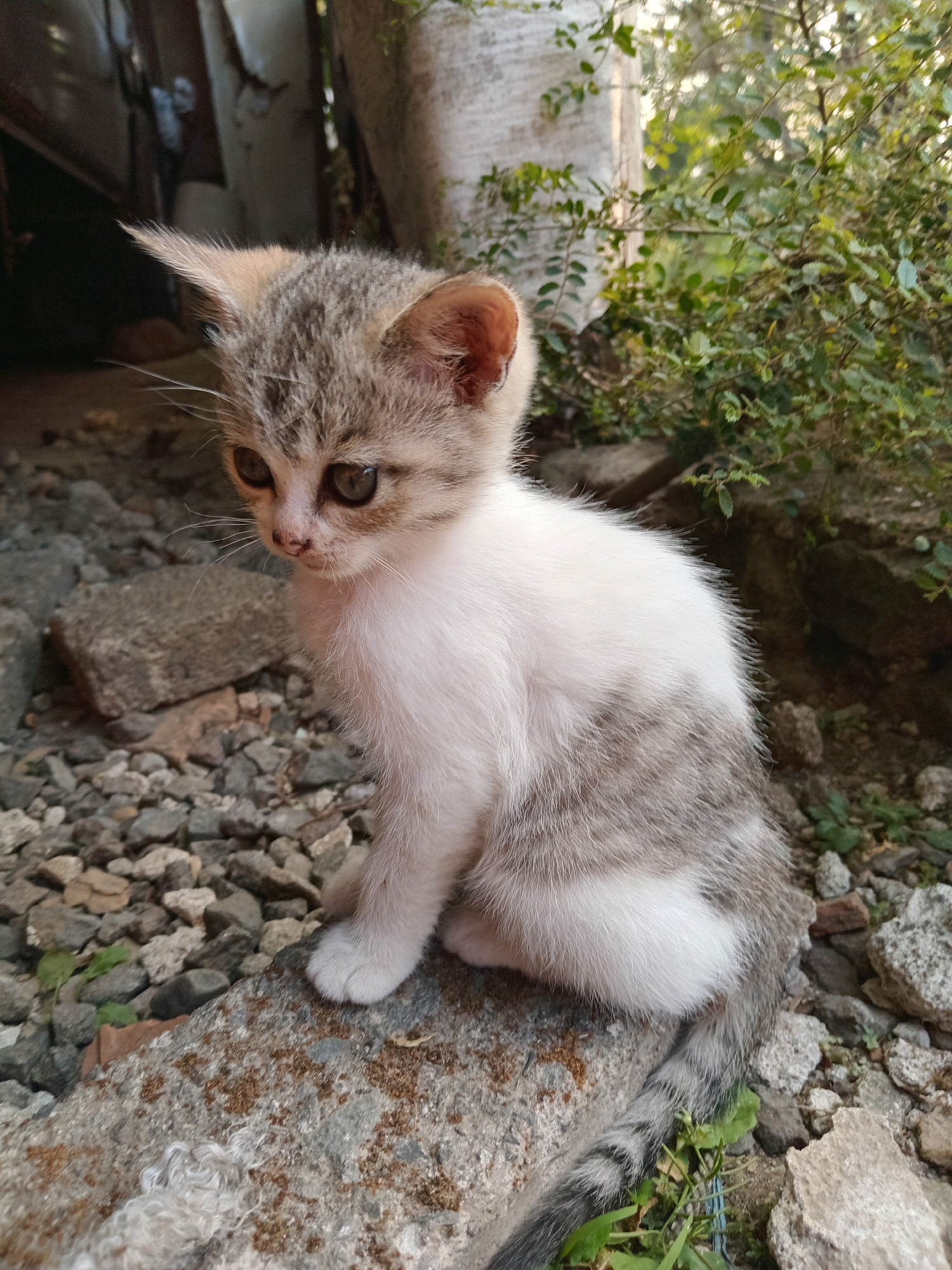 A young kitten with grey and white fur sits on a rocky surface in Claket, Indonesia. The kitten is facing left, with its body slightly turned towards the camera. Its eyes are wide open, and its ears are perked up. The background consists of green foliage and some debris, suggesting an outdoor setting. The lighting indicates it is daytime.