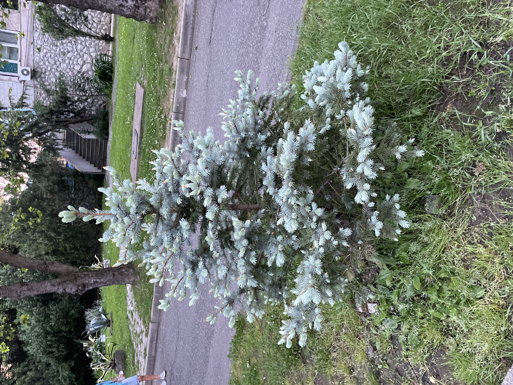 An overhead shot captures a small, vibrant blue spruce tree situated on the edge of a sidewalk adjacent to a paved street. The tree is surrounded by green grass and stands out due to its bluish-green needles. A section of the street and sidewalk are visible, as well as parts of buildings and greenery in the background. A person wearing light-colored clothing is partially visible in the lower left corner. Based on the style of architecture and environment, this image is likely taken in an urban area, such as in Sochi, Russia.