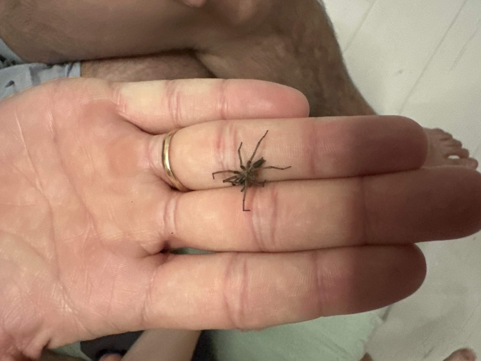 A human hand, adorned with a gold ring, rests in the foreground. A small, brown spider is perched on the middle finger. Parts of a human leg and foot are visible in the background. The setting appears to be indoors, potentially a domestic environment. The location in the city of Прикамский, Russia is not evident from the image alone.