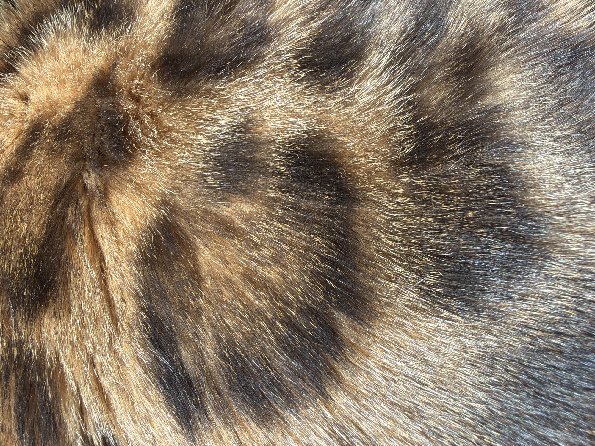 The image is a close-up, high-angle shot of the fur of a Bengal cat. The fur is short and dense, with a pattern of dark brown or black rosettes against a golden-tan background. The lighting creates highlights and shadows, emphasizing the texture and depth of the fur. There are no people, objects, or environmental details visible in the image, as it is solely focused on the feline's coat. The location in Blagoveshchenskoe, Russia, is not discernible from the image content.